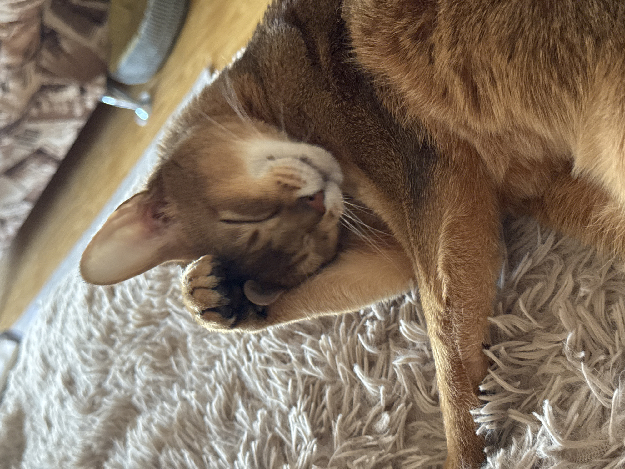 An Abyssinian cat is lying on a light-colored, shaggy rug. The cat is curled up, with its head resting on its paw. The cat's eyes are closed. Part of a light wooden table or cabinet is visible in the upper left corner of the image. The location in the city of Chaikovsky, Russia is not discernable from the details in this image.