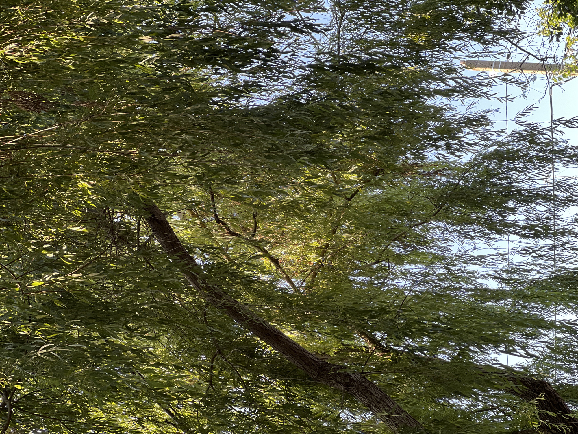 This is an eye-level, medium shot of a weeping willow tree's branches and leaves against a bright blue sky. The sun filters through the dense foliage, casting a dappled light. A large, rough-barked branch angles across the upper left of the frame, with numerous long, slender leaves hanging down. In the background, the sky is clear, with the top of a concrete utility pole visible on the right side, adorned with wires. The image appears to be taken from within a populated area, likely a park or a street in Severskaya, Russia, given the presence of the utility pole.