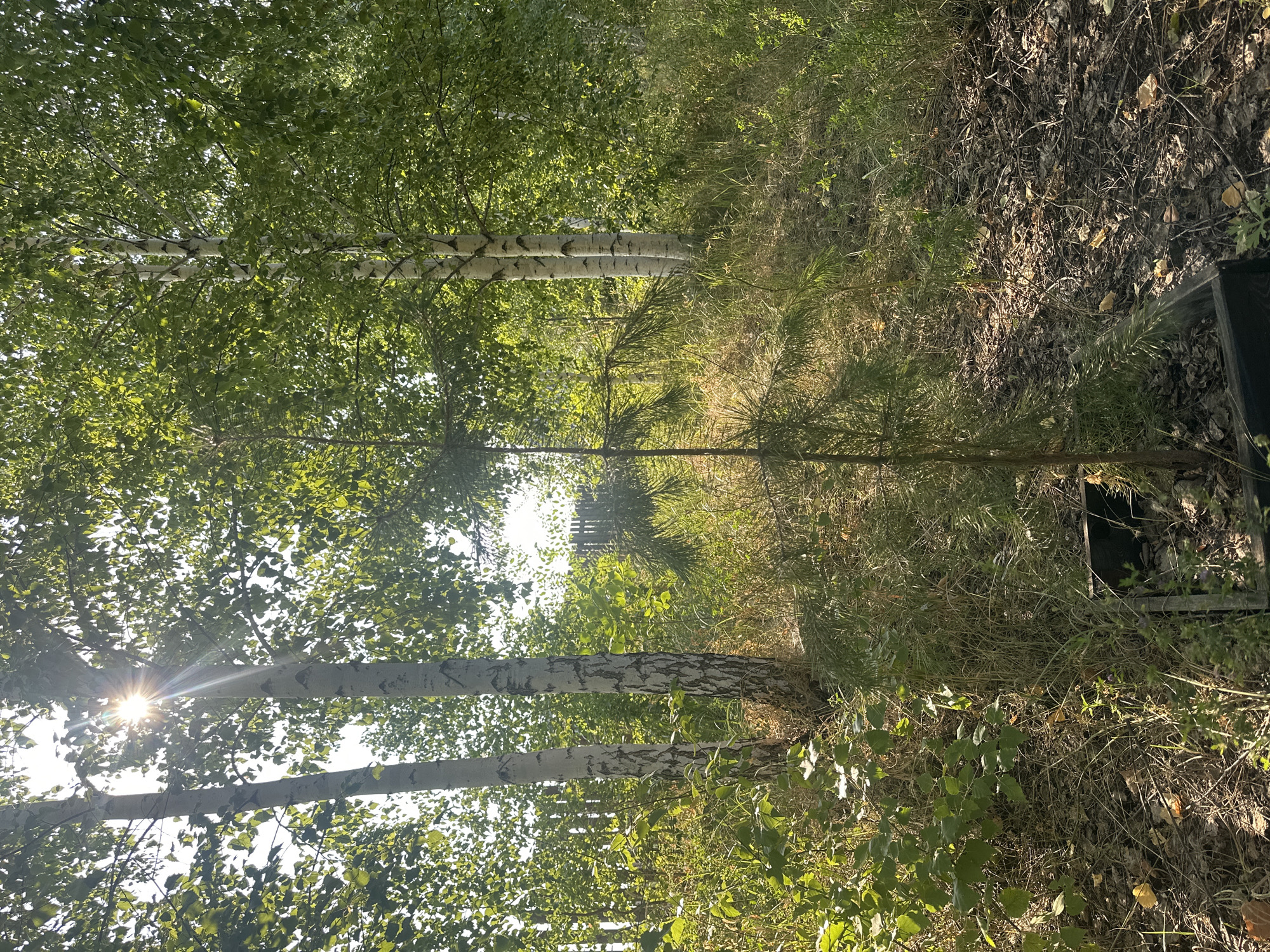 The image depicts an outdoor scene in a wooded area, likely in or near Samarsky, Russia, on a sunny day. In the foreground, a young coniferous tree is planted in a dark, rectangular planter box. Behind it, a stand of birch trees with distinctive white bark dominates the middle ground. Sunlight filters through the dense green foliage of the trees, creating bright rays that illuminate the scene. The ground is covered with dry leaves, grass, and other vegetation. A weathered wooden fence is visible in the background. The overall impression is a natural, somewhat overgrown setting.