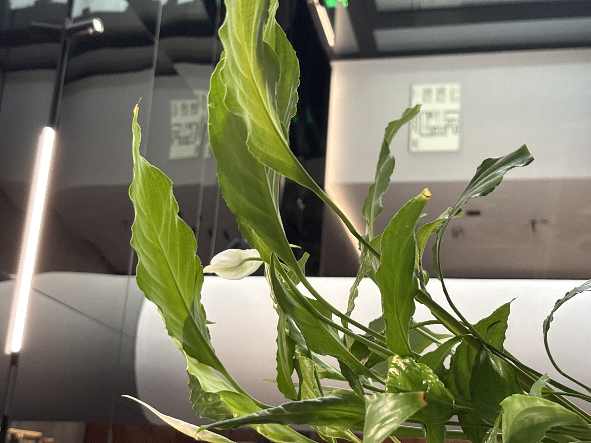 The image shows a close-up view of a peace lily plant with lush green leaves and a white bloom. The plant is positioned in the foreground, with its leaves and a single white spathe dominating the frame. In the background, a modern interior space is visible. A large, smooth, white cylindrical pillar is to the left of the plant. Above and behind the plant, a long, bright, fluorescent light fixture is mounted horizontally on the ceiling. Further in the background, a wall with a large, framed diagram or blueprint is visible. The overall impression is one of an indoor plant in a contemporary, well-lit environment. The image does not contain any information about the city of Moscow, Russia, or any specific details about people or actions.