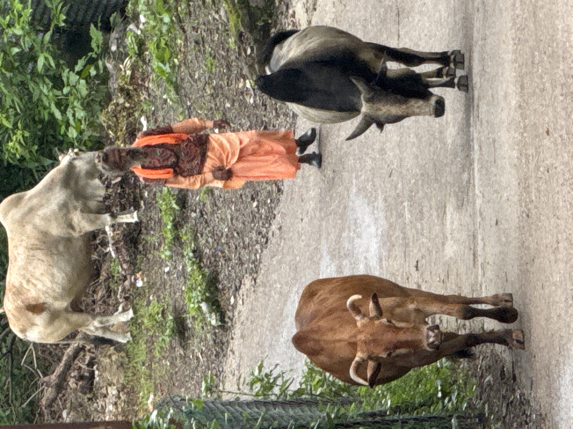 In Rishikesh, India, on a paved pathway surrounded by vegetation, a man dressed in traditional orange and brown attire walks alongside several cows. In the background, a light-colored cow stands near a tree. In the foreground, a brown cow walks towards the viewer, while a darker cow with a black back walks away. The scene appears to be a rural or semi-rural area, possibly on the outskirts of the city.