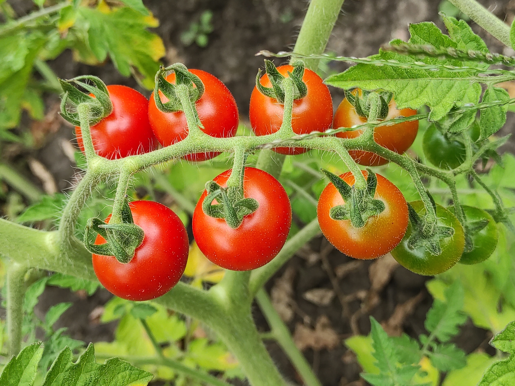 A cluster of ripe cherry tomatoes grows on a vine. The tomatoes are bright red and round, with green stems and calyxes. The vine has fuzzy green stems and leaves. The background is blurred, but appears to be dark soil and green foliage. The image is a close-up shot, with the tomatoes filling most of the frame. The lighting is natural and the colors are vibrant. The scene is set outdoors, likely in a garden or farm.