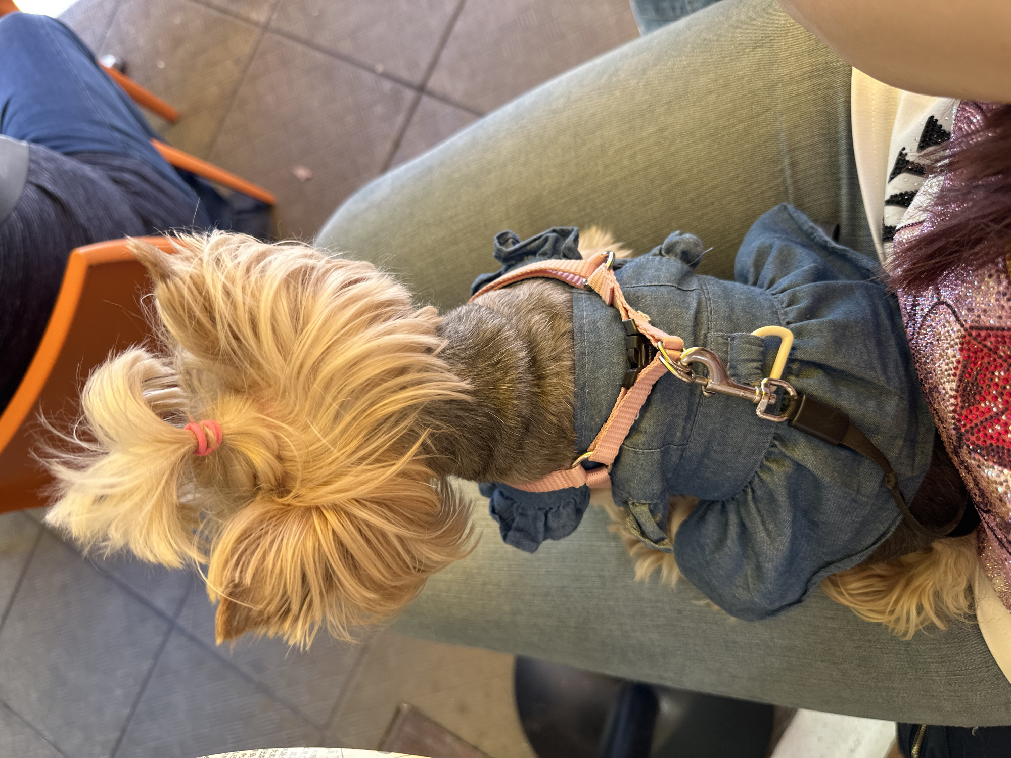 A small, long-haired dog, possibly a Yorkshire Terrier, sits on a person's lap wearing a denim dress and a pink harness. The dog's hair is partially tied up in a small ponytail with a pink band. The person's lap is covered in light green denim jeans. Part of an orange chair is visible on the left. The scene appears to be indoors, possibly a café or restaurant. Location cannot be determined from the image.