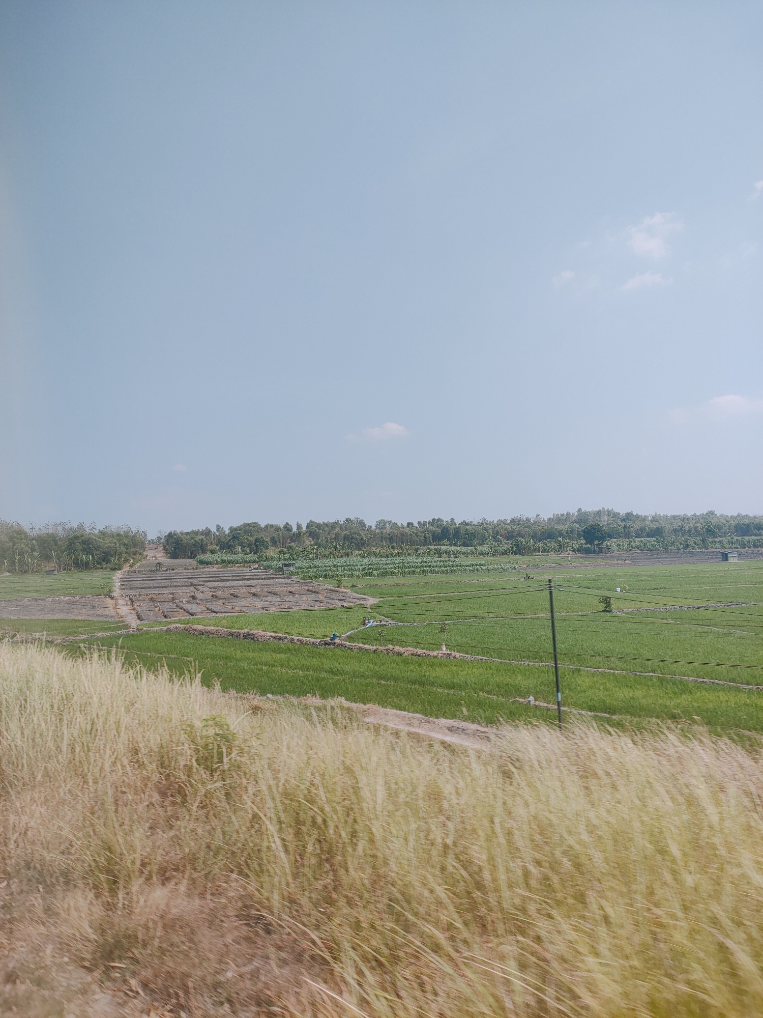 This is a wide shot of agricultural fields in the city of Mancon, Indonesia. The sky is a pale blue with a few scattered clouds. In the foreground, tall, dry grass is blurred due to motion. Behind the grass, a vibrant green field stretches across the frame. This field is divided into rectangular sections, with some appearing to be planted with crops. Further back, there are more fields, some with distinct rows, and a line of trees forming the horizon. A thin, dark pole with wires runs vertically through the right side of the image. A small, dark structure, possibly a shed or hut, is visible in the far background.