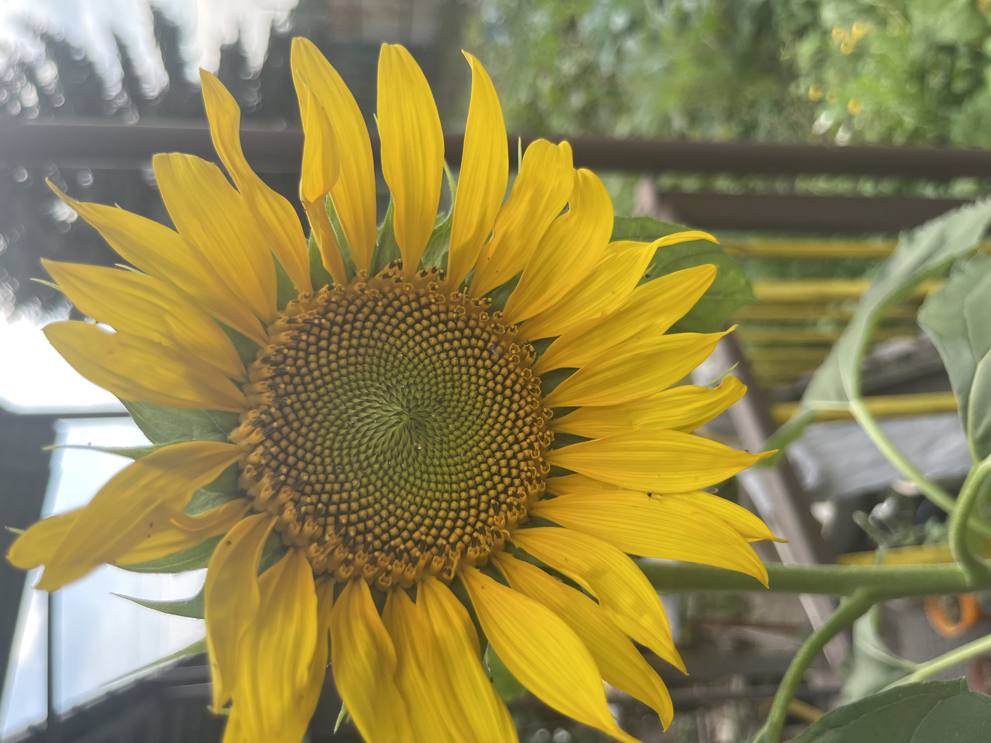 A close-up, slightly angled shot shows a single, bright yellow sunflower in bloom. The sunflower is positioned in the center-right of the frame, with its face angled towards the upper left. Its vibrant yellow petals radiate outwards from a dark brown and green center filled with tightly packed seeds arranged in a spiral pattern. The green stem and leaves of the sunflower are visible at the bottom of the frame, suggesting it is growing outdoors. In the background, a blurry wooden fence with vertical slats, some painted yellow and others a darker brown, can be seen. Beyond the fence, a green, out-of-focus garden with scattered yellow flowers is visible, under a bright, slightly hazy sky. The overall impression is of a sunny day in a garden or backyard setting.