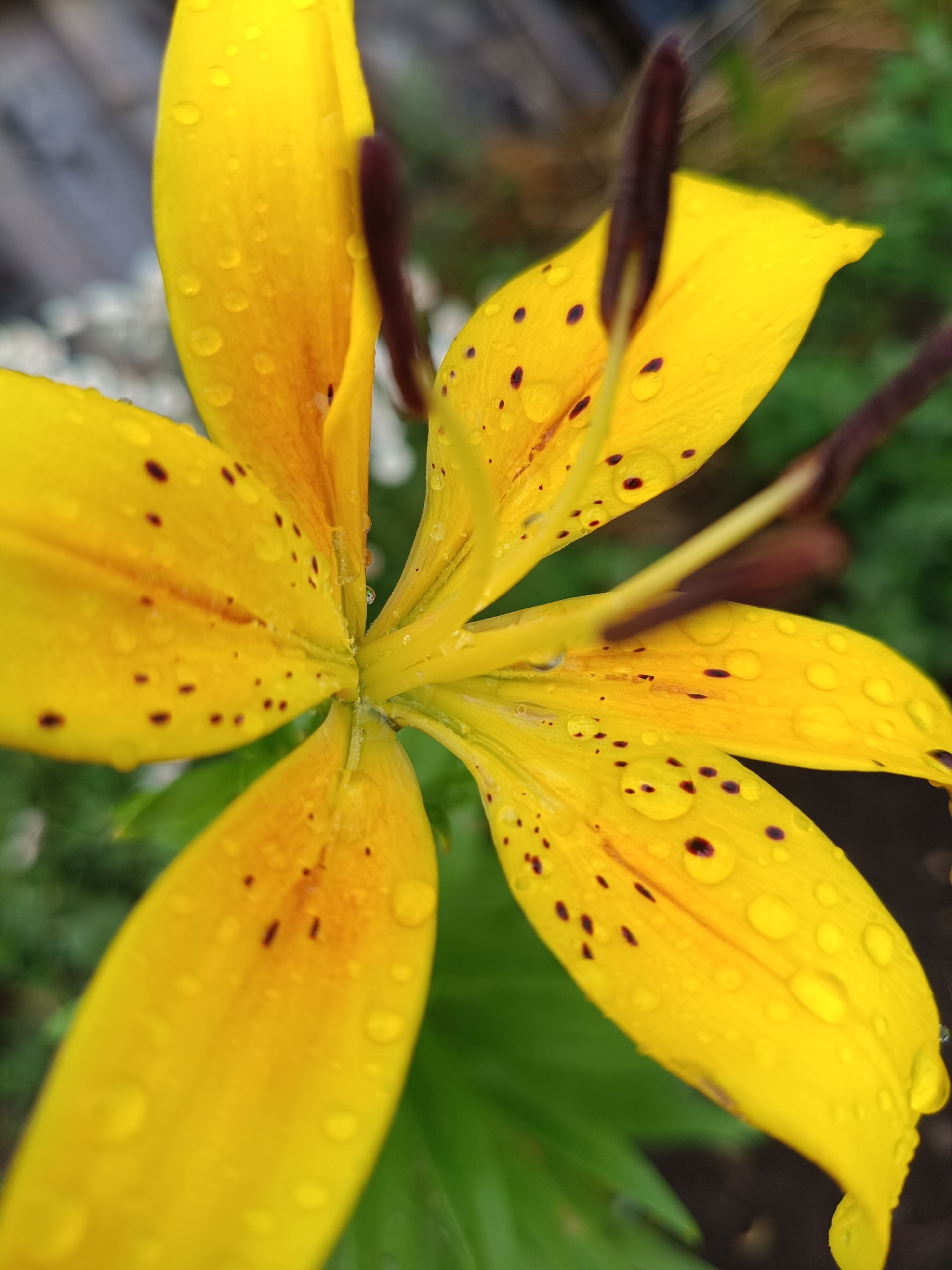 A close-up, top-down view captures a vibrant yellow lily in full bloom, its petals speckled with dark brown spots and glistening with numerous water droplets. The flower's stamens, tipped with dark anthers, extend from the center. The background is a soft blur of green foliage, suggesting an outdoor setting, possibly a garden. The scene appears to be located in Nizhnekamenka, Russia, a town known for its natural beauty, which would complement such a floral display.