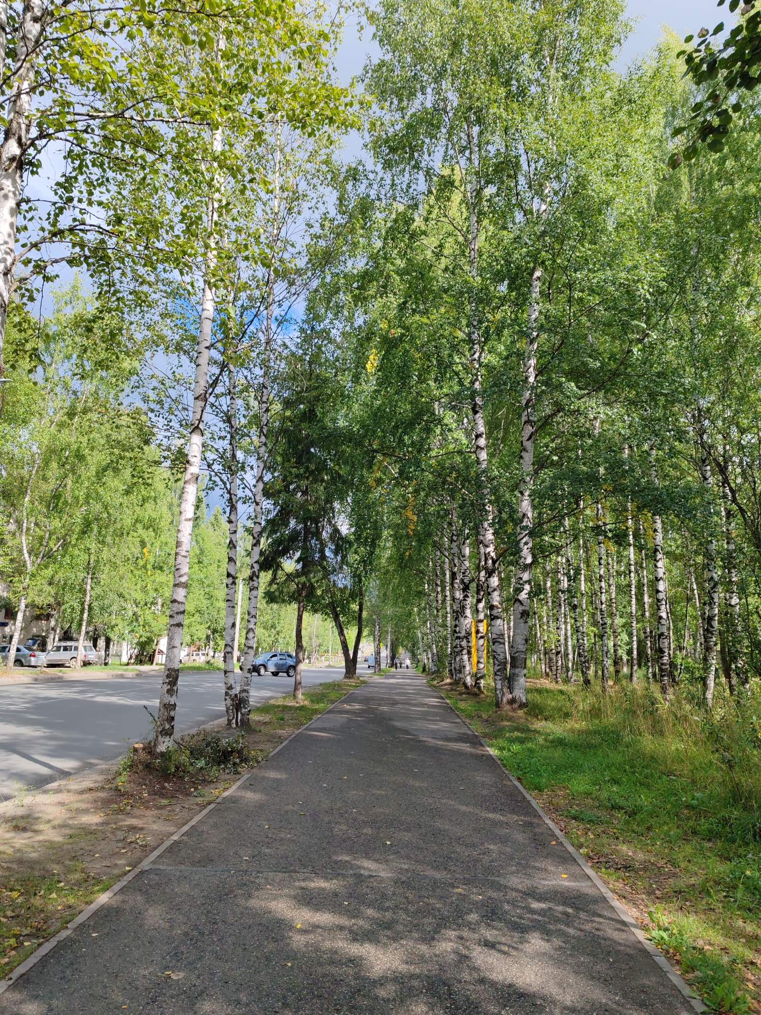 The image depicts a paved walkway bordering a road lined with a dense row of birch trees. The trees are in full leaf, suggesting it is either late spring or summer. The road appears to be a street within a city, as evidenced by parked cars visible on the left side of the frame, as well as apartment buildings further in the background. On the right side of the walkway, there is a grassy area with more trees and vegetation. The walkway extends into the distance, with shadows from the trees cast across it. The sky is partly cloudy. The scene appears to be a quiet, possibly residential or park-like area within an urban environment.
