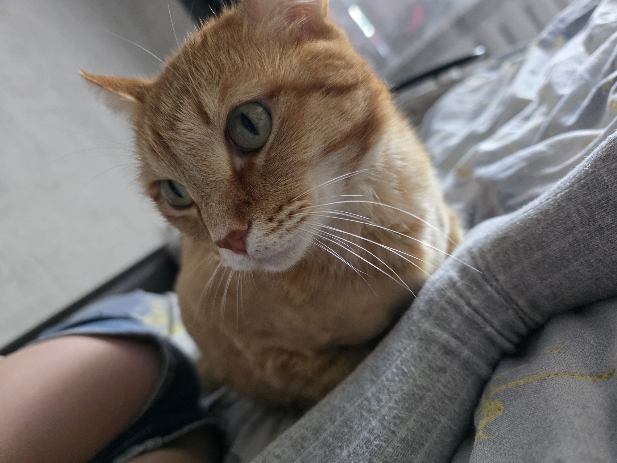 A close-up shot focuses on the face of an orange tabby cat, with its head tilted downwards and to the left, looking slightly off-camera. The cat has striking green eyes and prominent white whiskers. Its fur is a warm orange with darker tabby stripes visible on its forehead and cheeks.
The cat is positioned on a soft, textured surface, likely bedding or a blanket, which appears to be a neutral gray with some yellow staining or pattern visible in the lower right portion of the frame. To the left of the cat, a person's leg is visible, clad in blue denim shorts. The leg is slightly out of focus, suggesting a shallow depth of field.
The background is blurred but hints at an indoor setting. There are suggestions of a window or light source in the upper right, creating a slightly diffused lighting environment. The overall mood is intimate and relaxed, possibly capturing a quiet moment between the cat and its owner. No text is visible in the image. The scene appears to be indoors during daylight, given the quality of light.