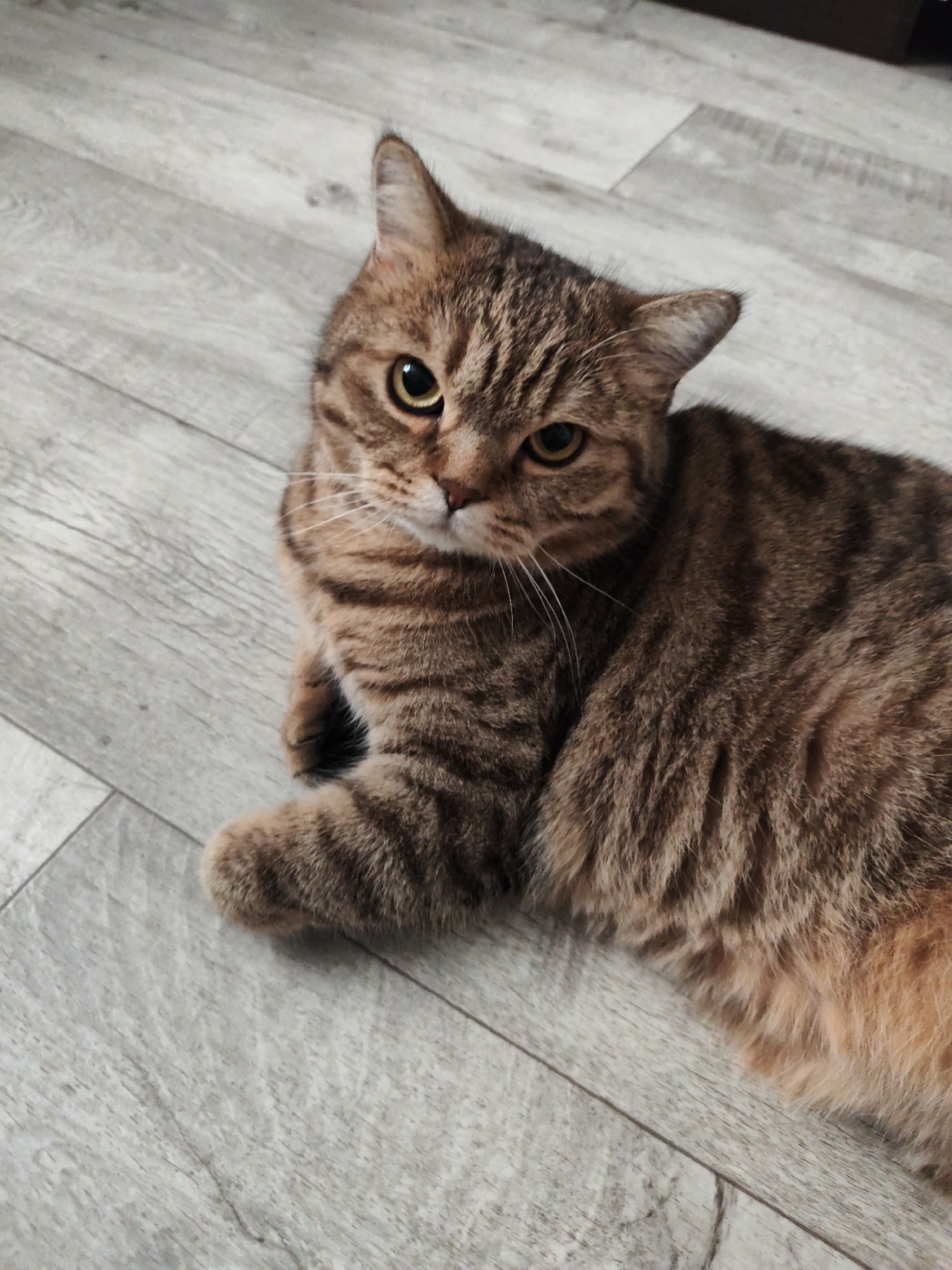 A tabby cat with brown and black stripes is lying on a light gray wooden floor. The cat is facing the camera with its head tilted slightly. Its eyes are golden yellow and it has white whiskers. Its paws are tucked beneath its body. The floor is made of wide planks with visible grain and some subtle cracks. The background is out of focus but appears to be a dark surface, possibly furniture. There is no indication of the city of Komsomolsk-on-Amur, Russia in this image.