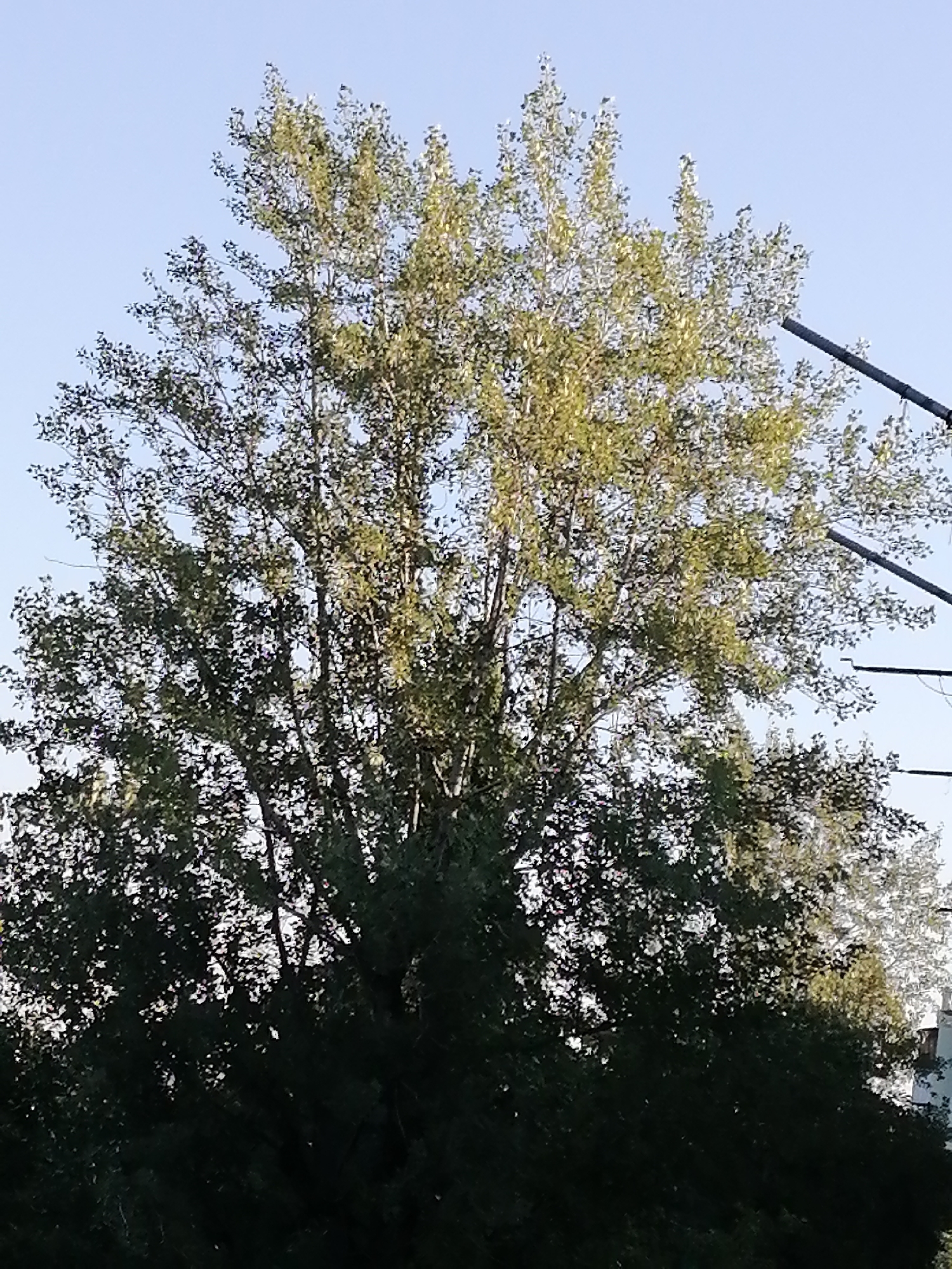 A tall, leafy tree stands in front of a clear sky. The tree has a dense canopy of green leaves, with some lighter green and yellow tones visible. The trunk and branches are obscured by the foliage. In the upper right corner of the image, a dark, angled structure, possibly a power line or antenna, is visible against the sky. The lower part of the image is dominated by dark, dense foliage, suggesting the presence of other trees or bushes. The overall scene appears to be an outdoor environment, possibly a park or a residential area.