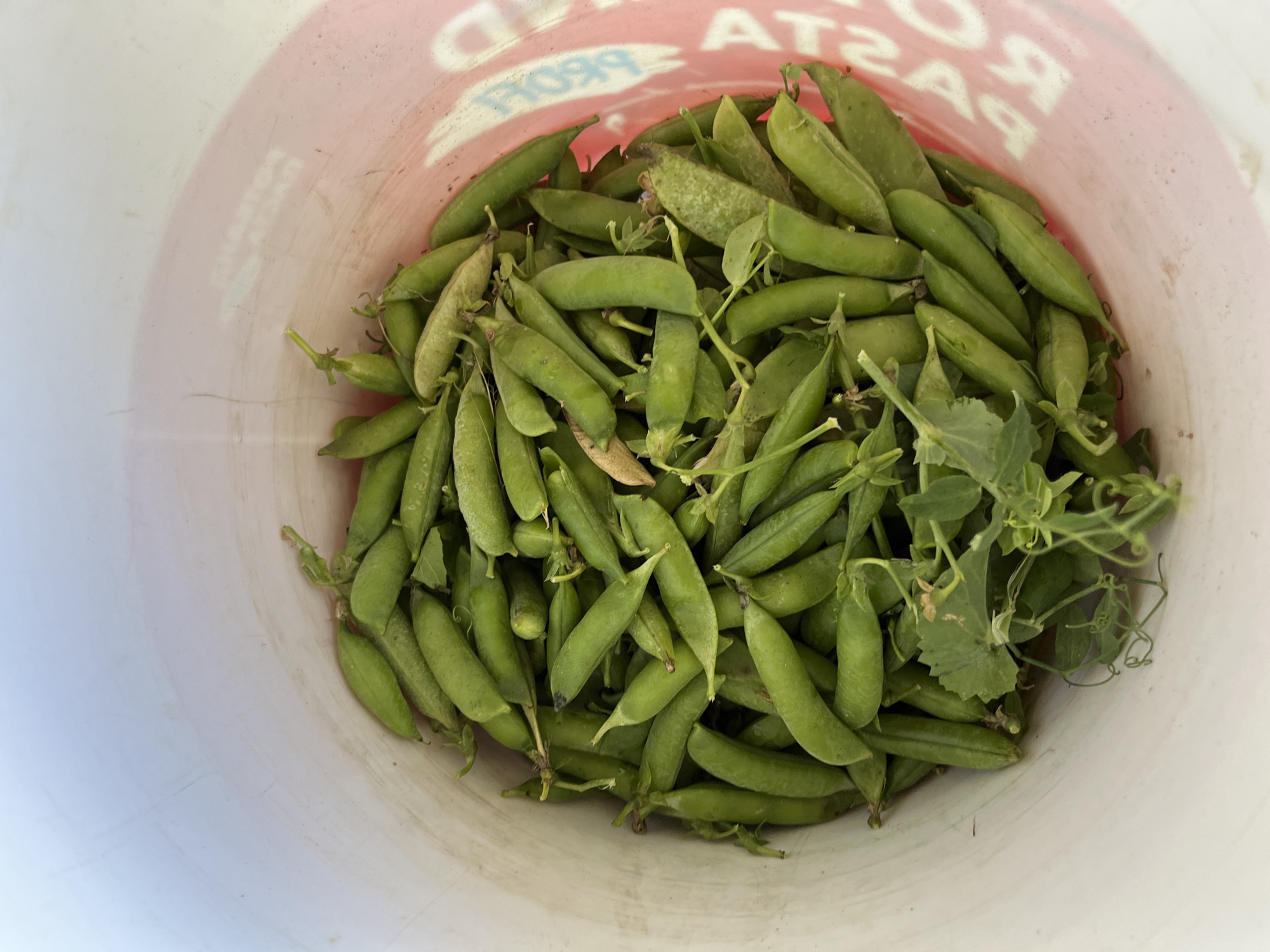A close-up, top-down view inside a white plastic bucket filled with freshly harvested green pea pods and some attached vines and leaves. The bucket is slightly tilted, with the handle partially visible on the right side. The pea pods are a vibrant green, varying in size and plumpness, and are piled high in the bucket. Some of the pods show faint imperfections or discoloration. The environment appears to be an outdoor setting, possibly a garden or farm, given the presence of fresh produce. The background outside the bucket is out of focus, suggesting the photograph was taken in natural light. The text on the bucket's exterior is blurred and unreadable, except for faint red lettering that is partially visible on the right side. The scene is likely located in Dunilavichy rural council, Belarus, based on the provided context.