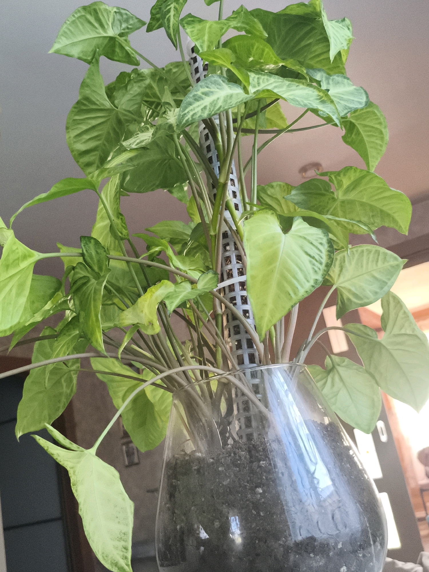 An indoor close-up of a potted plant, likely a Syngonium, is captured. The plant features numerous heart-shaped leaves with variegated patterns of light and dark green. It is planted in a clear glass vase filled with dark soil and supported by a white plastic trellis. The background consists of a neutral-toned wall and some out-of-focus elements, including what appears to be a doorway and a light fixture. The lighting suggests an indoor environment, possibly near a window due to the bright highlights and reflections on the vase. The specific location within Кивсерткасы, Russia, is not discernible from the visual information provided.