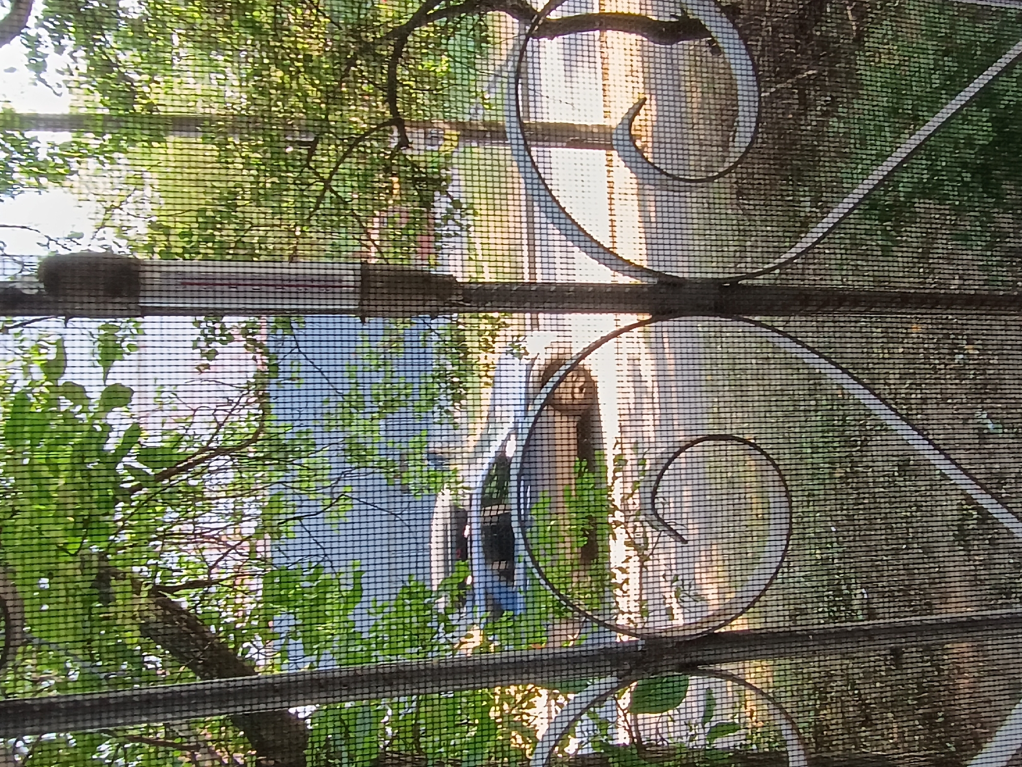 The image shows a view through a window screen of an outdoor scene. The scene is divided horizontally by a darker bar that appears to be part of the window frame or a decorative element. In the upper portion of the image, through the screen, sunlight filters through the leaves of a tree, suggesting it is daytime, likely morning or late afternoon given the warm light. The greenery of the tree is lush and abundant. There is also a glimpse of what might be a building or fence in the background, with a light-colored textured surface.
In the lower portion of the image, the view through the screen reveals a different perspective. There is a body of water, possibly a river or canal, with a boat or raft floating on it. The boat appears to be dark in color and has a person or people on board, though their features are indistinct due to the screen and distance. The water reflects the surrounding greenery and the sky. Further back, another structure, possibly a building, is visible. The overall impression is one of a peaceful, natural setting, perhaps a backyard or a waterfront area.
The decorative wrought iron scrollwork of the window screen is prominently visible, adding a distinct visual element to the image. The screen itself creates a grid-like effect over the entire scene. The context of Zaporizhzhia, Ukraine, might imply a location near the Dnipro River, which flows through the city. The weather appears to be clear and sunny. There is no visible text in the image.