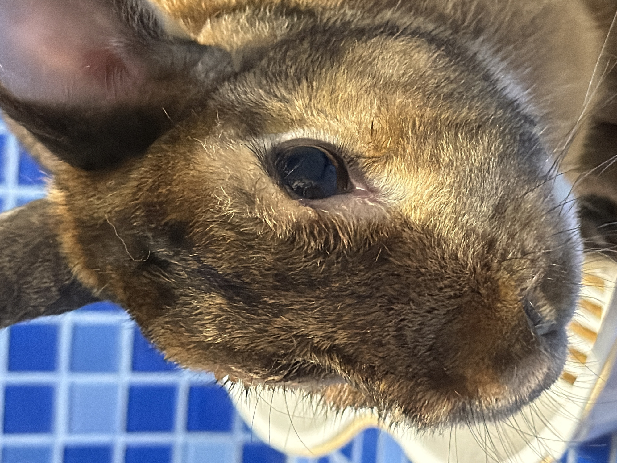 A close-up, eye-level shot shows the head of a brown rabbit. The rabbit's fur is a mix of brown and tan, with some darker markings around its eyes and ears. Its whiskers are long and white, fanning out from its nose. The rabbit's eye is dark and reflects some light, revealing the pupil. The background is a blurred pattern of blue and white squares, possibly tiles. The image is taken in Solikamsk, Russia.