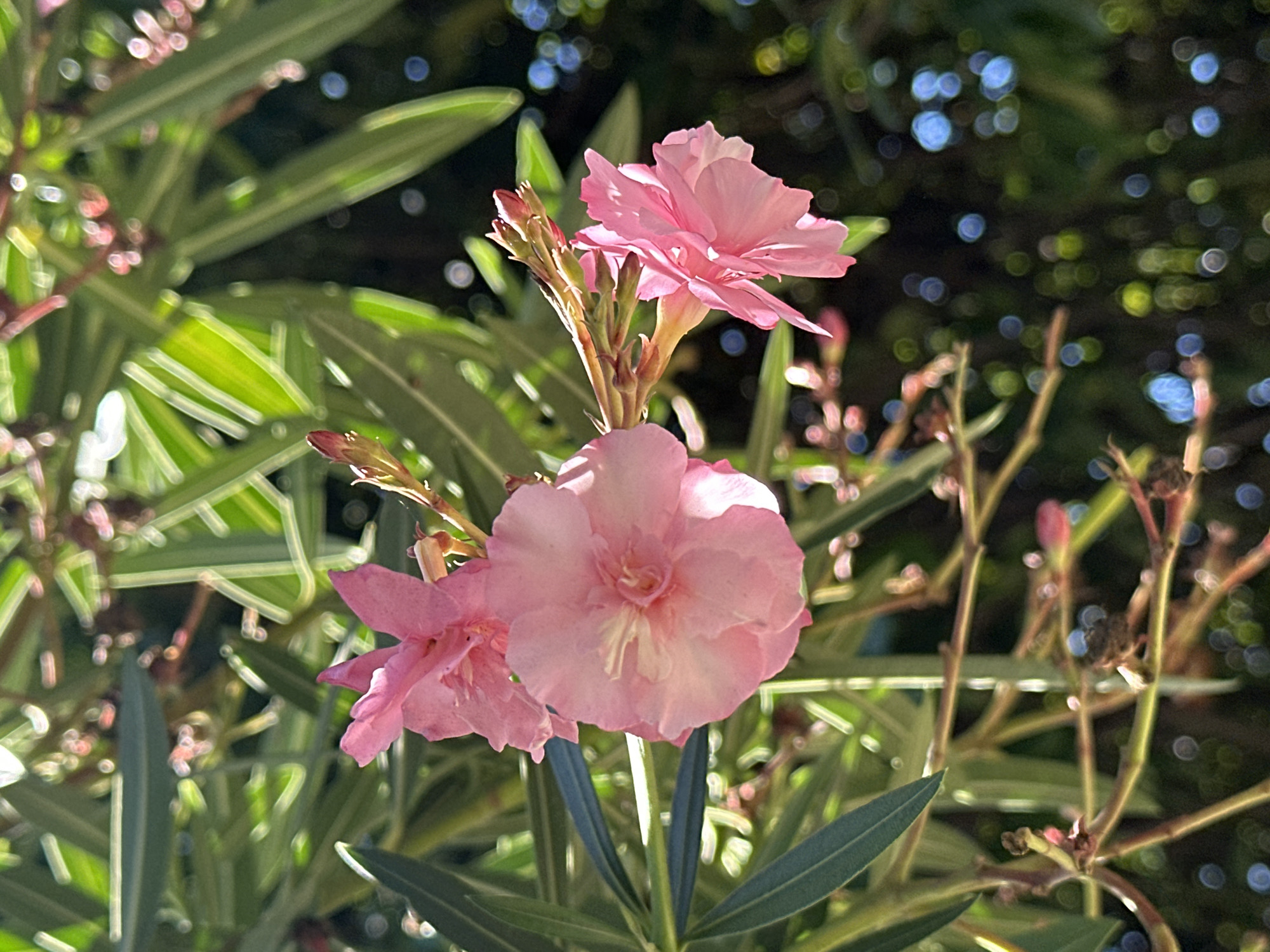 The image shows a close-up of pink oleander flowers blooming on a branch. The flowers are delicate and ruffled, with a light pink hue. They are surrounded by long, narrow green leaves. The background is a blur of green foliage and bokeh lights, suggesting an outdoor setting. The sunlight filters through the leaves, creating a dappled effect. The overall impression is one of natural beauty and tranquility. The presence of oleander flowers, which are common in subtropical regions, suggests a warm climate. The city of Sochi, Russia, is known for its subtropical climate and abundant greenery, making it a plausible location for this scene. However, without specific landmarks or context, it is impossible to definitively confirm the location as Sochi.