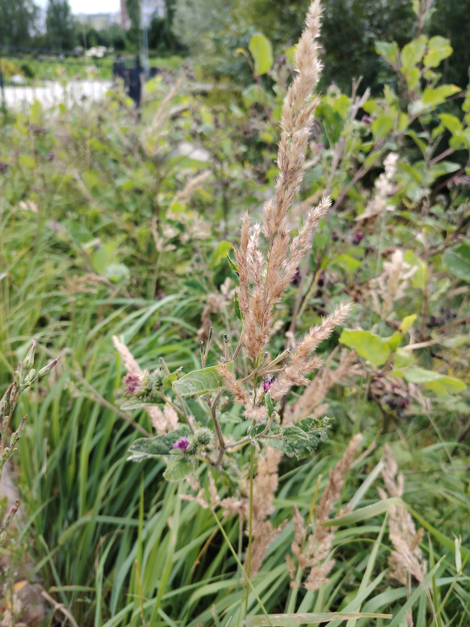 This is a close-up, eye-level photograph of wild vegetation, likely taken outdoors in a park or natural area within the city of Zelenograd, Russia. The foreground is dominated by tall, dry grass-like stalks with feathery seed heads, which are light brown and tan in color. Interspersed among the dry grasses are green leafy plants and some purple thistle-like flowers with spiky bracts. The background is blurred, but suggests more greenery, trees, and possibly some urban structures such as buildings and a black bin in the distance. The lighting is soft and diffused, indicating an overcast or cloudy day. There are no people or animals visible in the image.