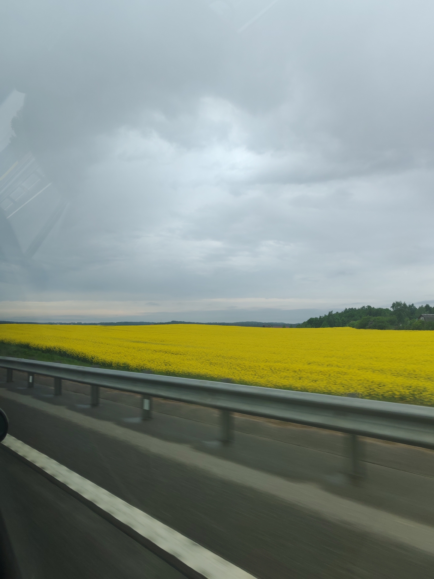 The image depicts a roadside view of a vast field of yellow rapeseed flowers under an overcast sky. A grey metal guardrail runs along the edge of the road, which is marked with a broad white line. The road surface appears to be wet. In the distance, a line of trees is visible. The image seems to have been taken from a moving vehicle, possibly on a highway or rural road. The location is unknown.