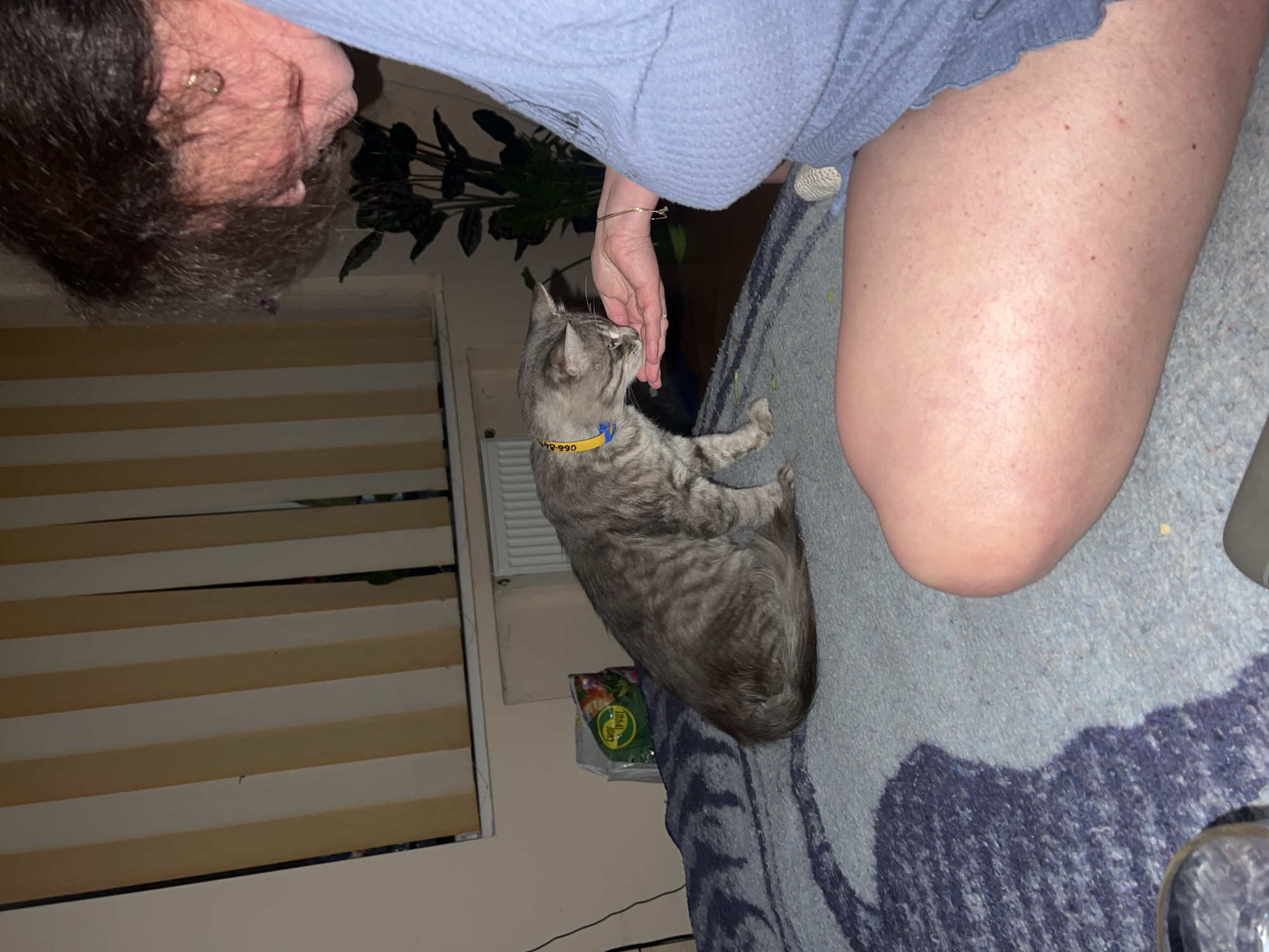 A person is feeding a cat on a bed. The person is wearing a blue robe and is reaching out their hand to the cat. The cat is a grey tabby with a yellow and blue collar. The bed is covered with a blue blanket. In the background, there are vertical blinds on a window and a potted plant. There is also a bag of what appears to be pet food on the floor. The scene takes place indoors, likely in a home. The image is taken from a medium-close-up angle.