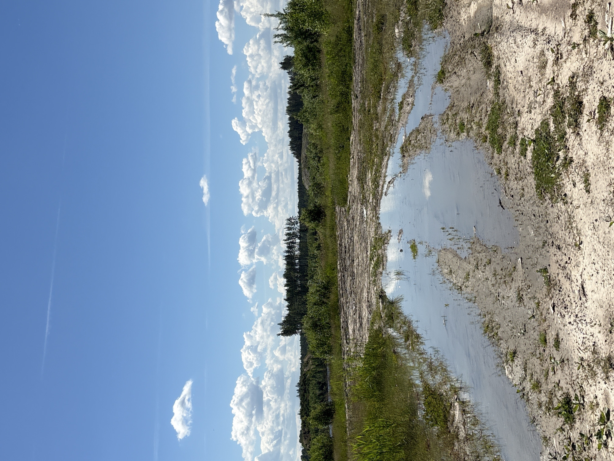 This image depicts a bright, sunny day in Manushkino, Russia. The foreground features a muddy, uneven ground with several puddles reflecting the blue sky and scattered white clouds. Green vegetation, including tall grasses, grows around the muddy areas and in the background. A line of dense trees forms the distant horizon, with a few taller, sparser trees interspersed. The sky is a vibrant blue with a few wispy clouds. No people or animals are visible in the scene. The environment appears to be a natural or semi-natural area, possibly a field or undeveloped land.