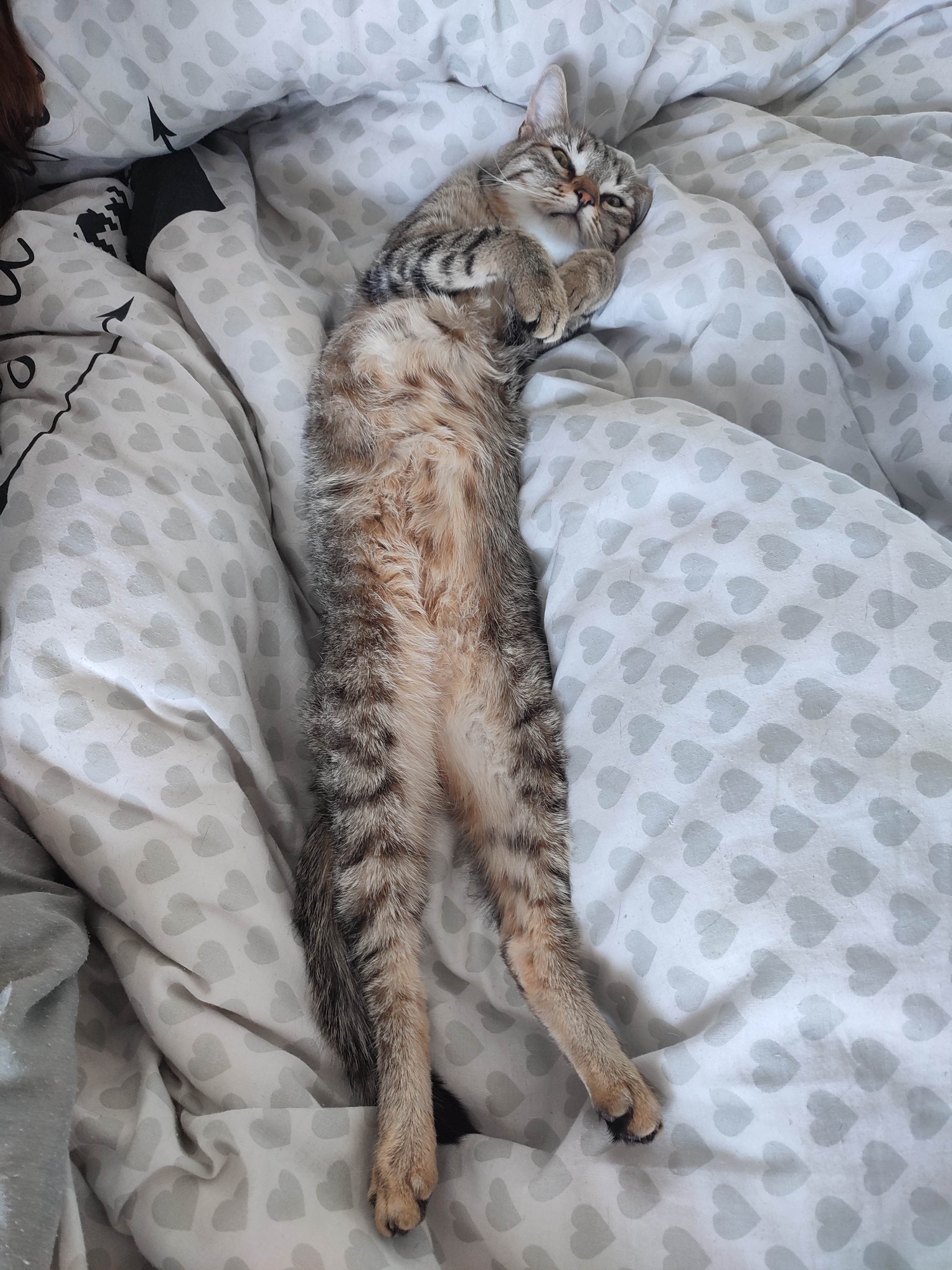 A brown tabby cat is lying on its back on a bed with heart-patterned sheets. The cat's paws are curled near its chest, and its legs are stretched out. The location is Unknown, Unknown.