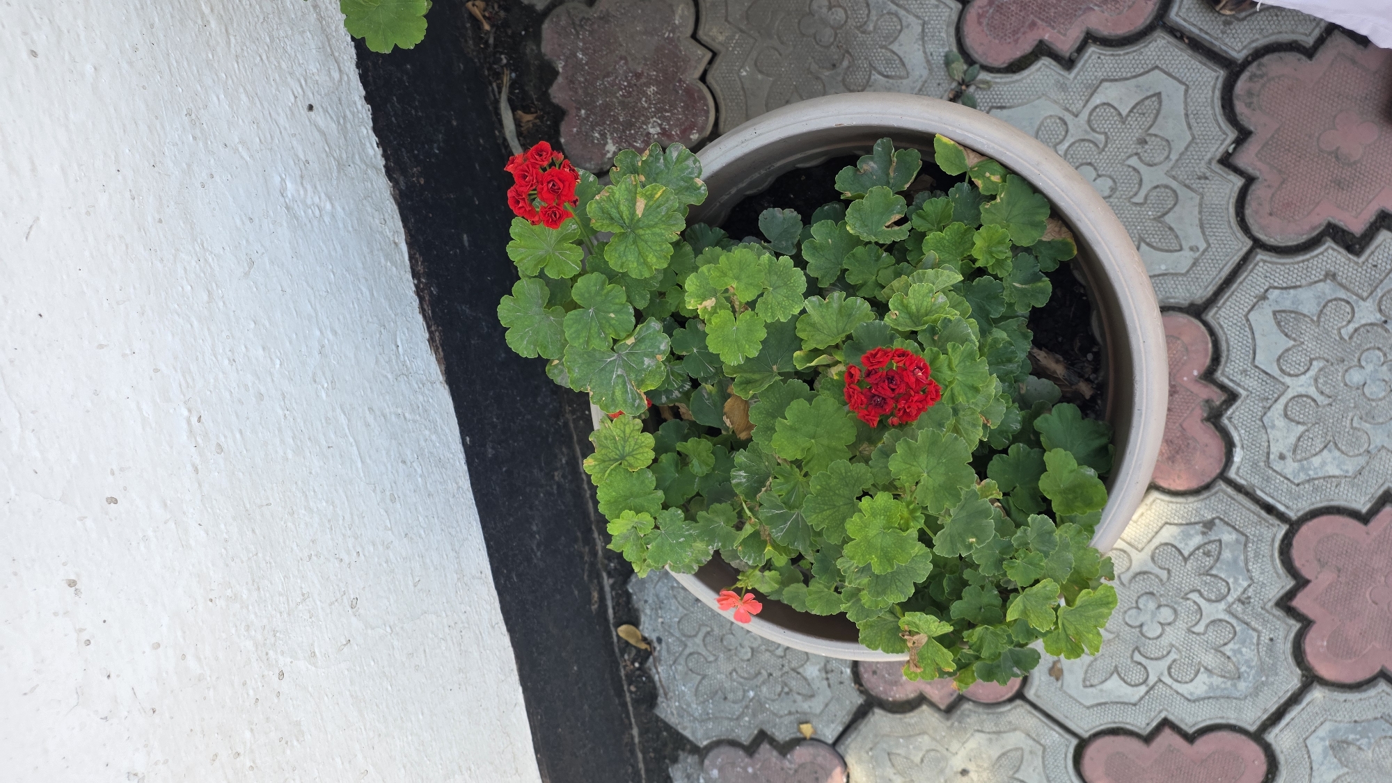 A potted geranium plant with red flowers sits on a decorative paver patio in front of a white textured wall. The plant is full of green, lobed leaves and features several clusters of bright red flowers. A single small pink flower is also visible. The patio pavers have a repeating pattern of interlocking shapes in shades of grey, pink, and white. A dark strip separates the wall from the patio. The overall scene suggests an outdoor setting, likely a courtyard or garden area, in Tokmok City, Kyrgyzstan.