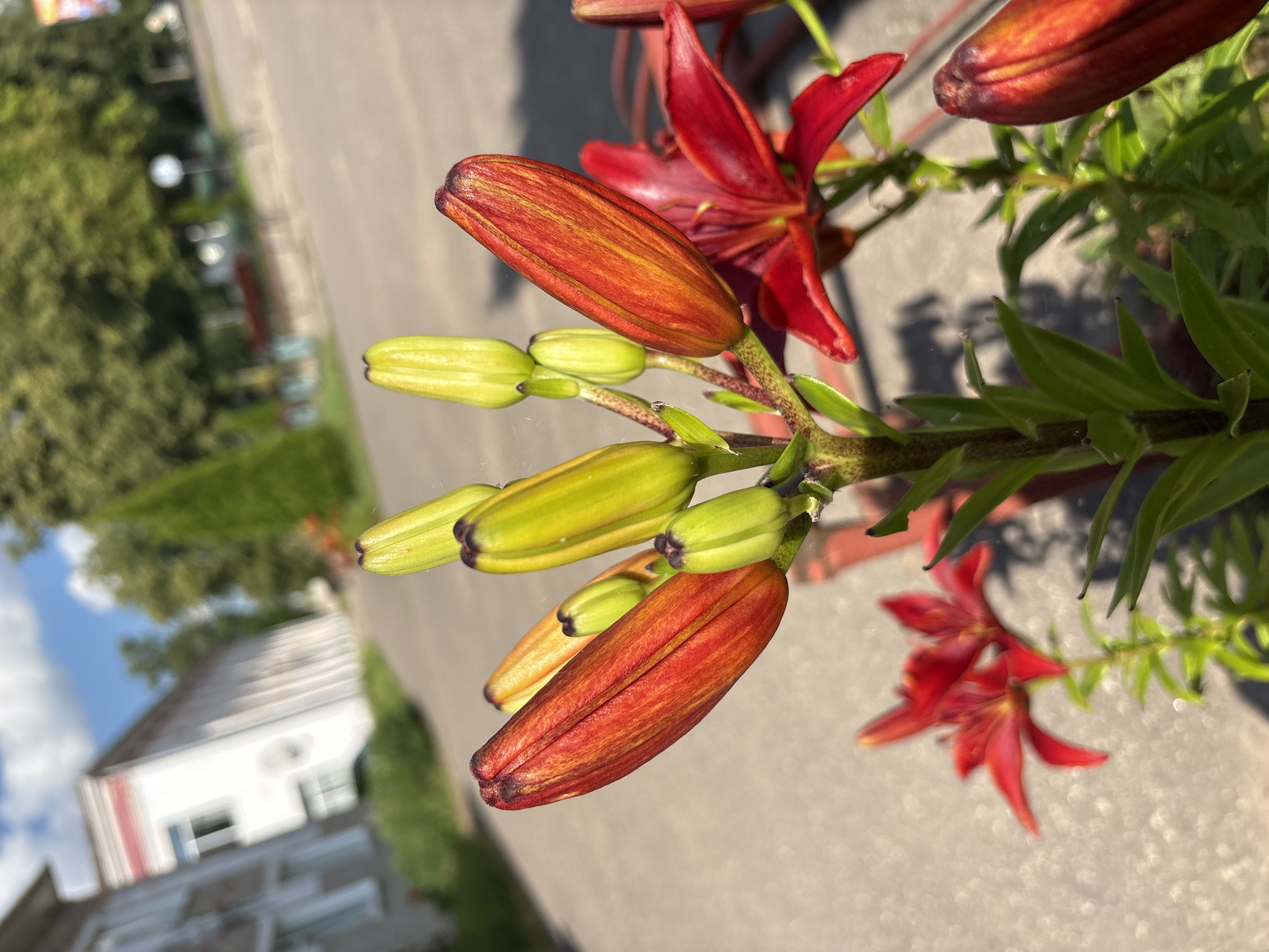 The image shows a close-up view of a stem with several lily buds and one open lily flower. The buds are primarily green, with some showing tinges of orange and red, suggesting they are nearing bloom. One prominent bud in the foreground is a deep orange-red with dark stripes and a pointed tip. Behind it, several smaller, brighter green buds are visible. A partially open red lily flower is in the upper right, and another open, deep red lily flower is blurred in the background on the right side. The flowers and buds are in focus, while the background is blurred.
The setting appears to be outdoors, with elements of a suburban or rural environment visible. In the blurred background, a white building with a distinctive red stripe on its side is present, possibly a house. Green foliage and trees are also visible, along with a paved area that could be a road or sidewalk. The lighting suggests it is daytime, with sunlight casting shadows. The overall mood is serene and natural, highlighting the beauty of the blooming flowers. There is no visible text in the image.