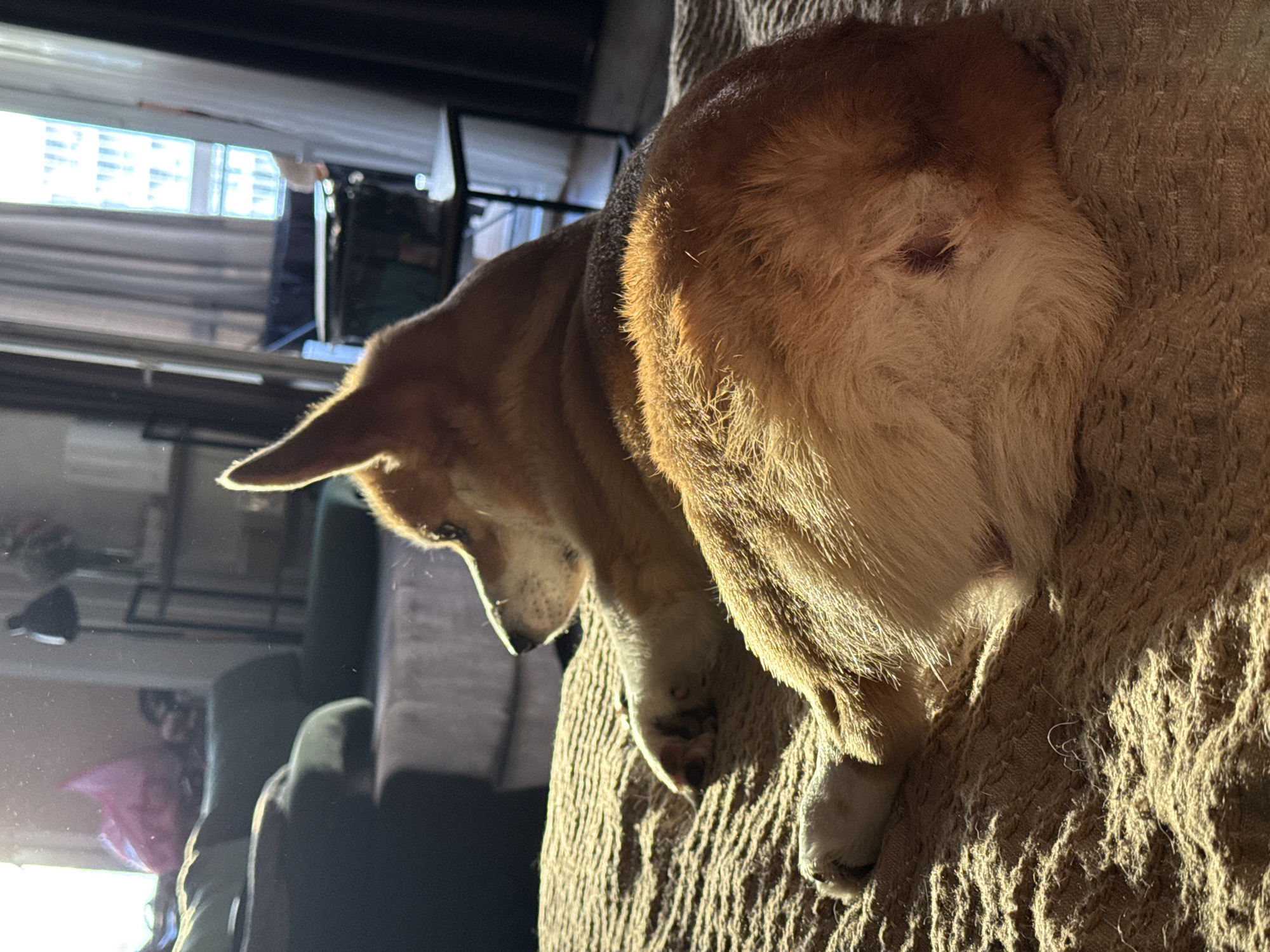 A medium-sized dog, likely a corgi or similar breed, is resting on a textured, possibly shag carpet, appearing to be the top of a piece of furniture like a couch. The dog's rear end is prominently in focus, with its tail tucked in. Its head is facing away from the viewer, down towards the left. Bright sunlight is illuminating the dog and carpet, creating strong shadows. The background is blurred, but appears to contain a window with blinds and the corner of a room with furniture. The location in Krasnoyarsk, Russia is not determinable from the image.