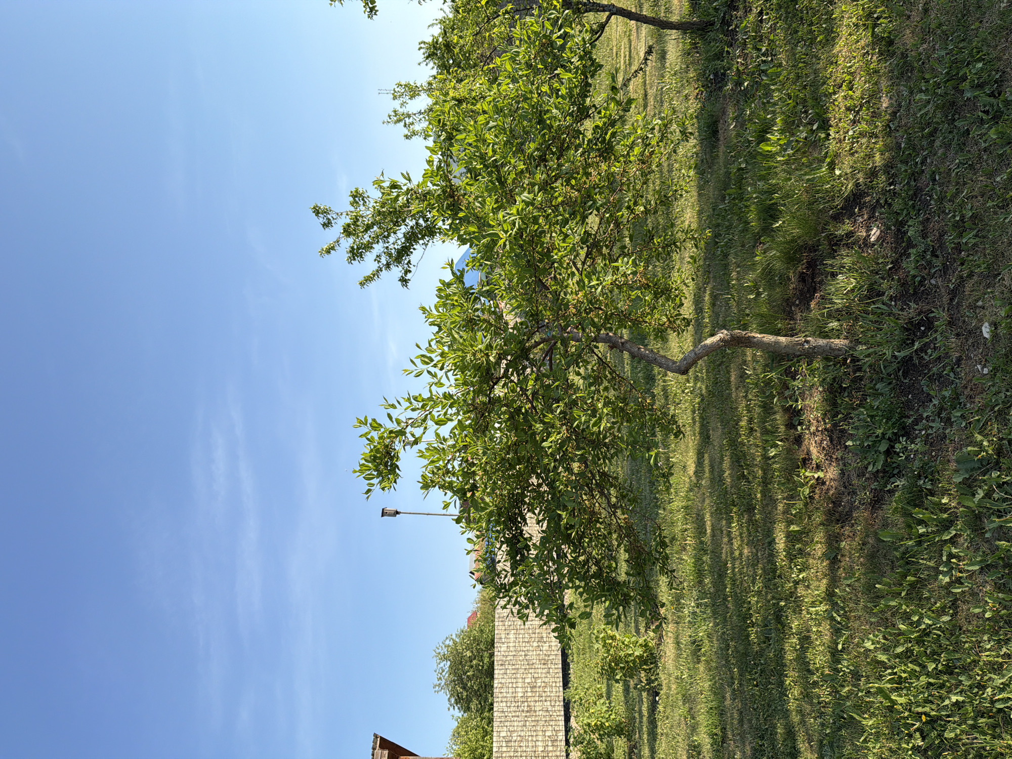 The image depicts an outdoor scene in what appears to be a residential area. A small, mature tree with green leaves and a somewhat bent trunk dominates the center of the frame. The ground is covered in grass, with some bare patches of soil visible. In the background, there are rooftops of buildings, including one with a distinctive pattern resembling tiles. A streetlight is also visible. The sky is blue with wispy clouds. The location is identified as Bolsheustyikinskoye, Russia.