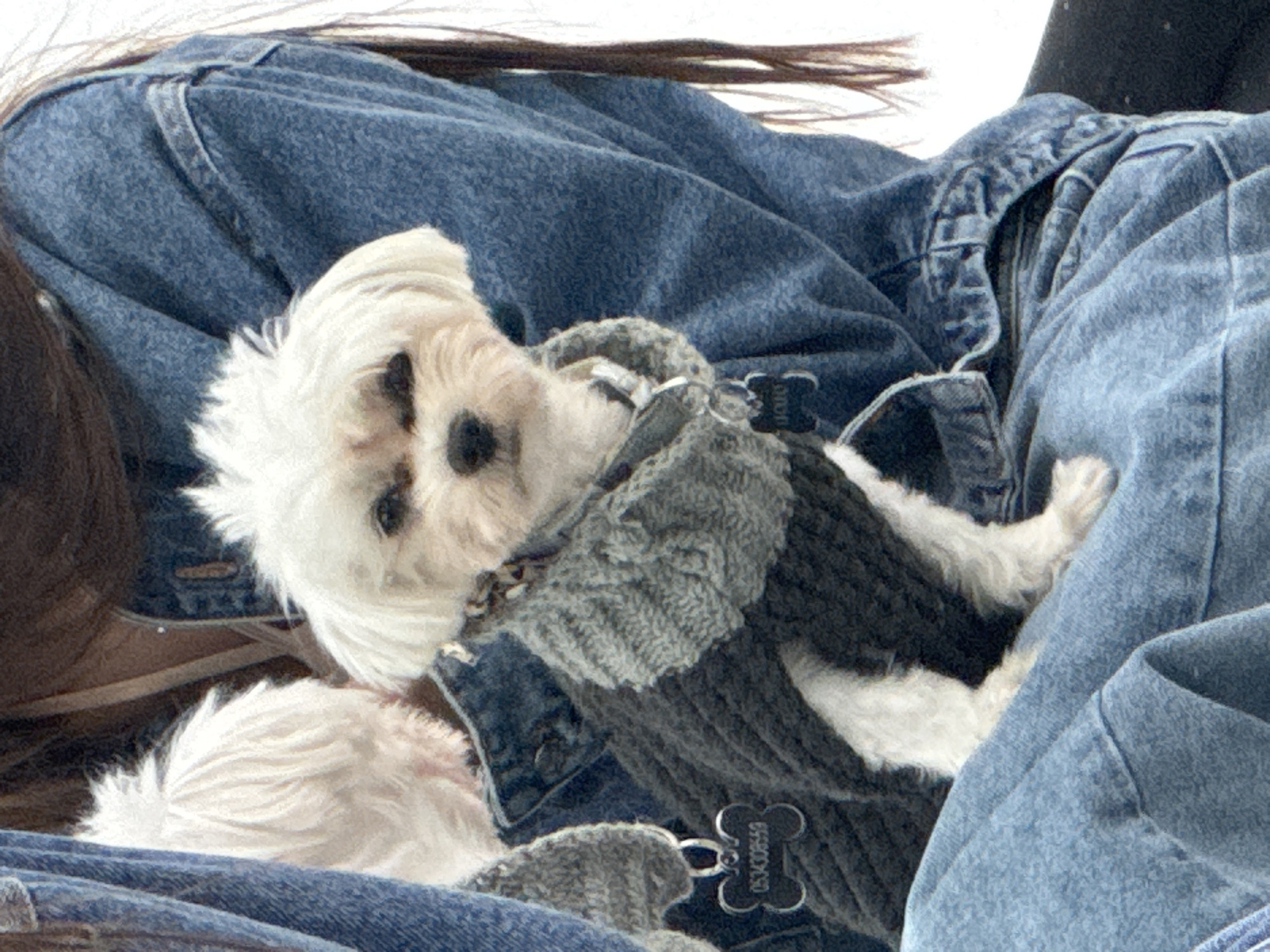 A small, fluffy white dog with light brown markings around its eyes and nose is the central subject, resting comfortably against a person wearing a blue denim jacket. The dog is adorned in a cozy, two-toned gray knitted sweater or harness. A silver-colored metal D-ring, likely for a leash, is visible on the sweater. Attached to the harness is a bone-shaped ID tag, clearly displaying the numeric text "0534308553". The dog's head is slightly tilted, and it looks calmly towards the viewer. Its fur appears soft and well-groomed.
On the left side of the frame, part of a person's dark brown hair is visible, indicating they are likely holding or petting the dog. The person's denim jacket shows characteristic seams and texture. In the lower left corner, another section of the dog's white fur, likely its hindquarters or tail, is visible, tucked into the person's clothing or the dog's sweater. The overall setting suggests an intimate and warm environment, possibly indoors or a relaxed outdoor area, emphasizing the companionship between the dog and its owner. The dog's sweater suggests cooler temperatures, though the exact time of day is indeterminate. No specific visual cues within the image indicate the location as Tel-Aviv, Israel, as provided in the context.