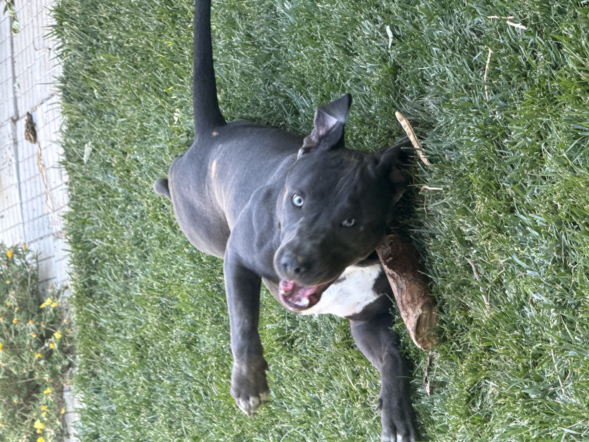 A dark gray pit bull puppy is rolling on its back in bright green grass. The puppy has bright blue eyes and its mouth is open with its tongue visible. It has a white patch on its chest. A thick, brown stick is under the puppy's head. In the background, a brick pathway is visible with some small yellow flowers growing near it. The image appears to be taken in Tvarditsa, Bulgaria.