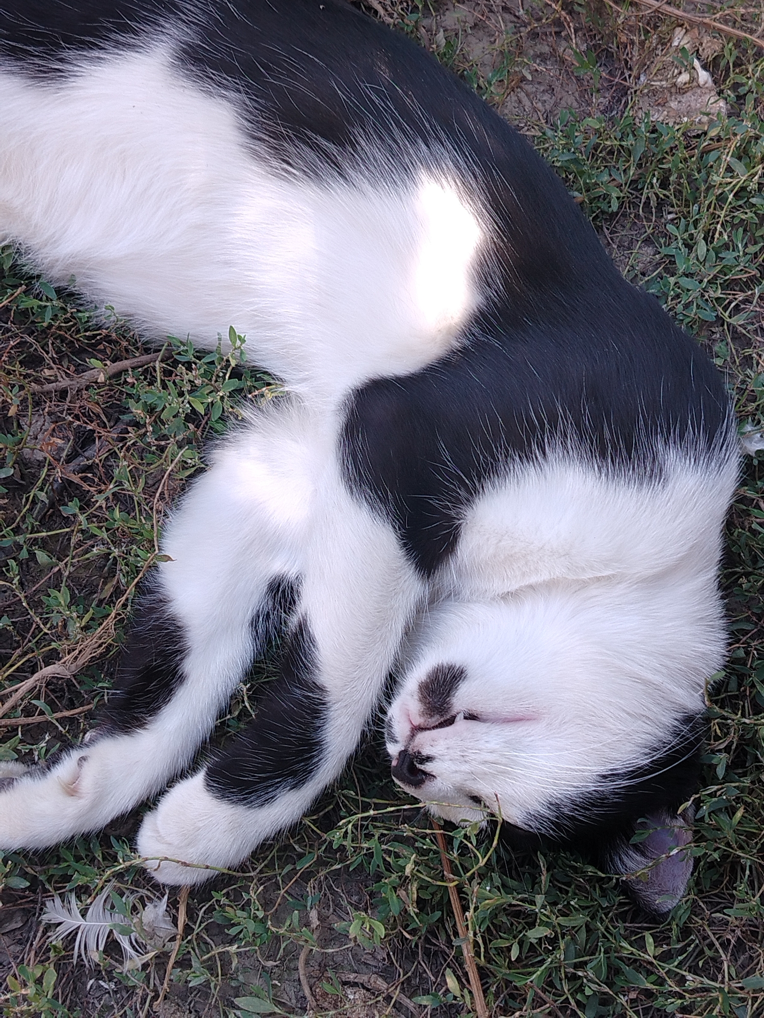 A black and white cat is sleeping curled up on the ground amidst grass and dried leaves. The cat's face is turned upwards, and its eyes are closed. Its fur is predominantly white with black patches. The scene appears to be outdoors, possibly in a garden or park, with natural lighting. There are no people or buildings visible in the image. The environment is a natural outdoor setting.