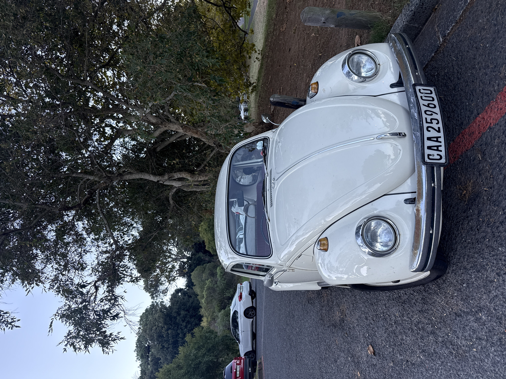 A white Volkswagen Beetle is parked on the side of a road, facing the camera. The Beetle has a license plate that reads "CAA 259600." A large tree stands beside the car, partially obscuring the sky. In the background, additional cars are parked along the road. The location is likely a tree-lined street in Cape Town, South Africa, based on the license plate format and the general environment. There are no visible people in the image.