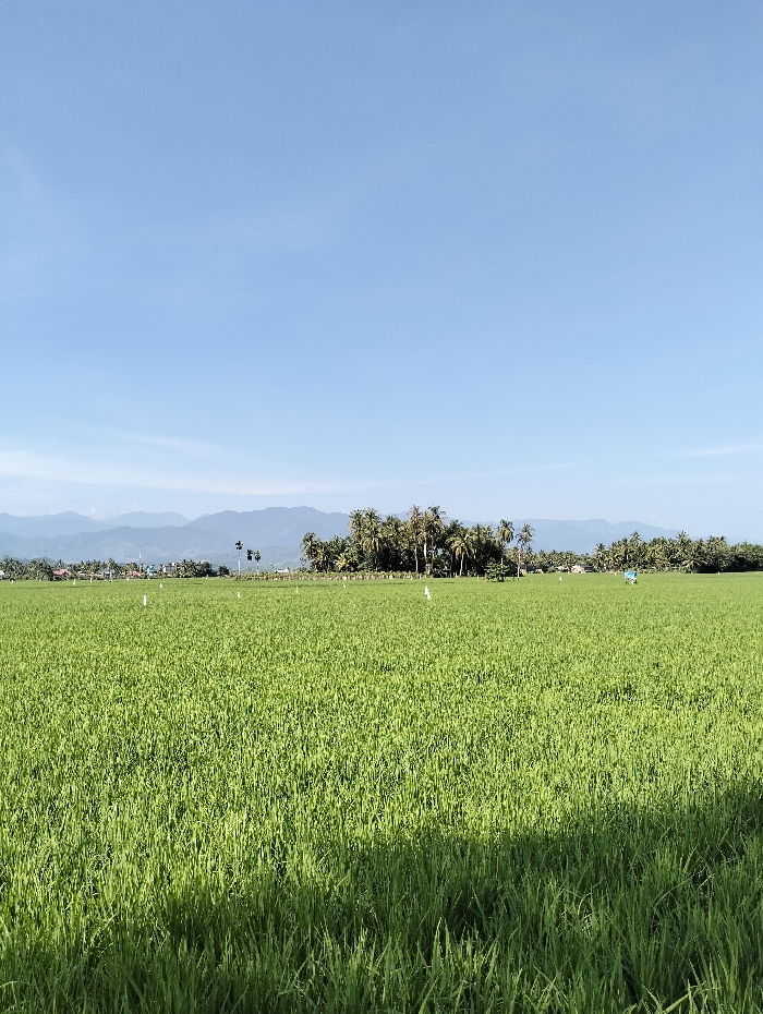 The image depicts an expansive agricultural landscape in Lhokkulam, Indonesia, under a clear, bright blue sky. The foreground and midground are dominated by a vast field of uniformly green rice plants, with a distinct shadow cast diagonally across the lower left section. Scattered small white markers are visible within the rice field. Towards the right side of the midground, a lone figure or object, predominantly blue, stands within the crop. A dense line of tall palm trees, likely coconut palms, forms the immediate background, separating the fields from a distant, hazy mountain range that stretches across the horizon. Sparse structures are faintly discernible at the base of the mountains on the left. The upper third of the image is clear blue sky, with several small dark specks, consistent with birds, visible in the upper right quadrant. The scene is brightly illuminated by direct sunlight.