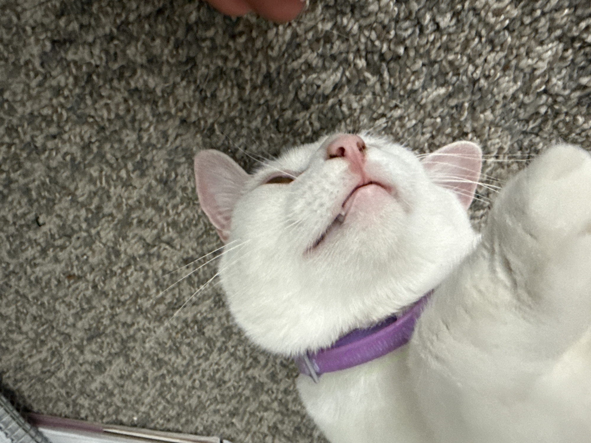 A white cat with pink ears is lying on its back on a grey carpeted floor. The cat is wearing a purple collar. The cat's mouth is open, revealing its teeth and tongue, and its eyes are partially closed. The cat's whiskers are visible. A hand, with two fingers visible, is reaching from the right side of the frame towards the cat. The background is a blurred grey carpet. The image was taken in Girard, United States of America.