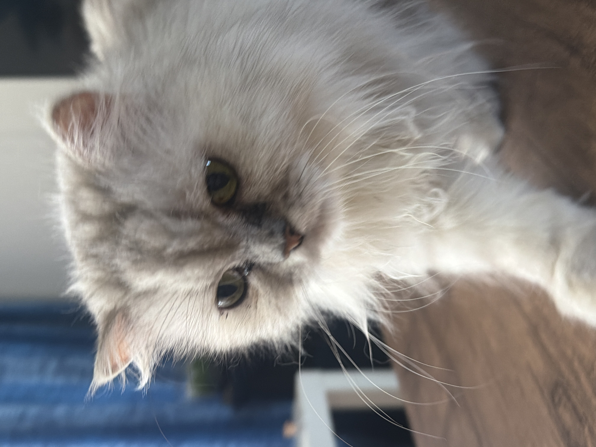 This is a close-up, angled portrait of a fluffy, light-colored cat. The cat's face is tilted downwards and towards the viewer, with one eye visible and partially obscured by fur. The visible eye is light green or yellow with a dark pupil. Long, white whiskers fan out from the cat's muzzle. The fur is soft and appears to be a mix of white and light grey, with subtle tabby markings visible on the side of the face. The cat's ear is partially visible on the left side of the frame, showing some pinkish skin and fine hairs.
The background is blurred, suggesting a shallow depth of field. To the left, a blue, textured surface, possibly upholstery or fabric, is visible. To the right and behind the cat, a warm, brown surface, likely a wooden table or furniture, is present. A white object with vertical lines is also discernible in the background on the right. The lighting suggests it is daytime, with soft light illuminating the cat's fur, creating highlights and casting gentle shadows. The overall mood is calm and intimate, focusing on the cat's features. No text is visible in the image. The location context of Sharm El Sheikh, Egypt, is not directly evident from visual cues within the image itself.