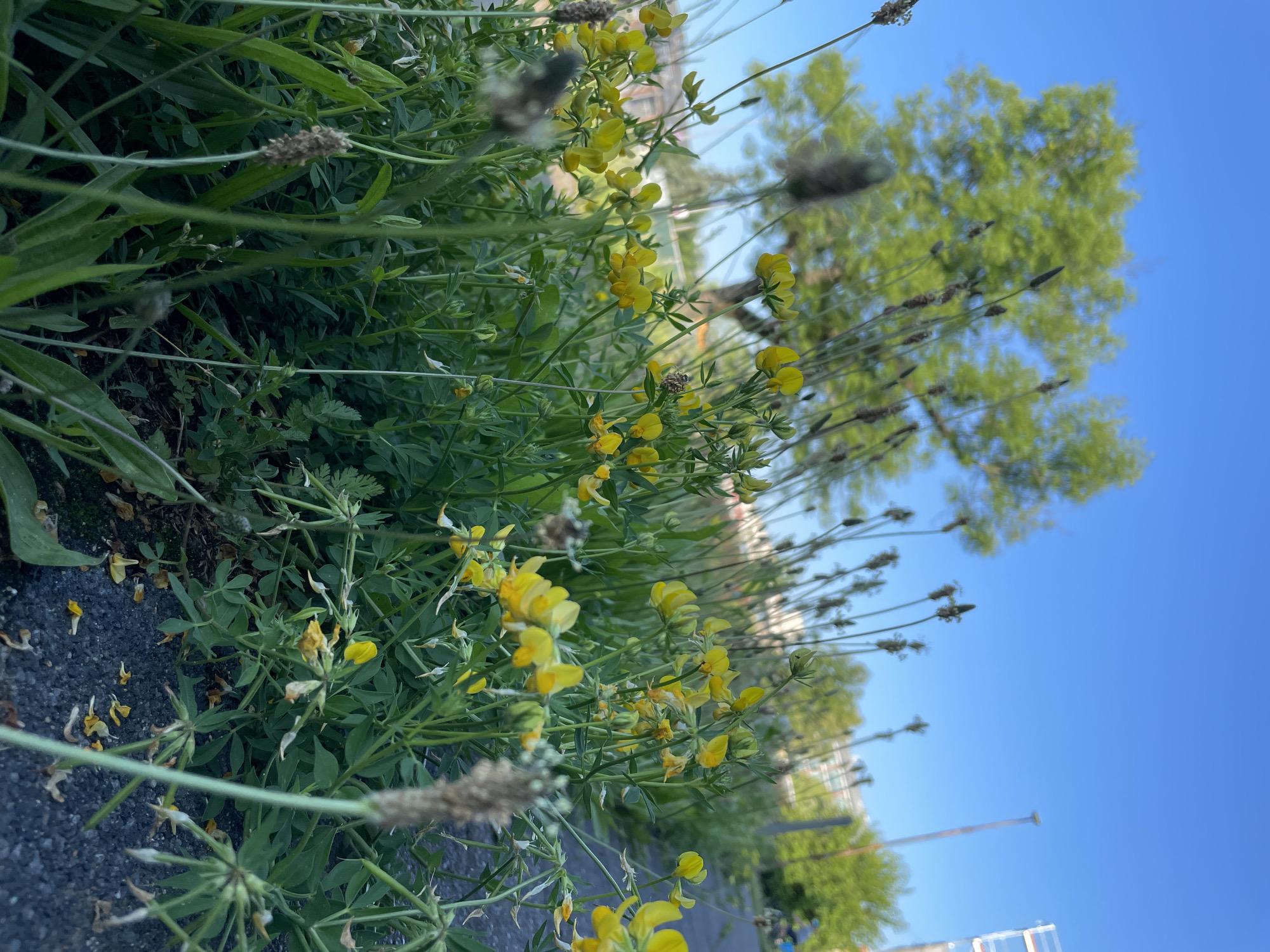 The image depicts a low-angle view of yellow wildflowers and green foliage growing along a dark, gravelly path. In the background, a large, leafy green tree stands against a clear blue sky. Further in the distance, other trees and structures are visible, suggesting an urban or suburban setting. The perspective emphasizes the natural elements, with the flowers and plants dominating the foreground. The scene appears to be captured outdoors, possibly in a park or along a roadside, during daylight. The location is not specified in the image itself.