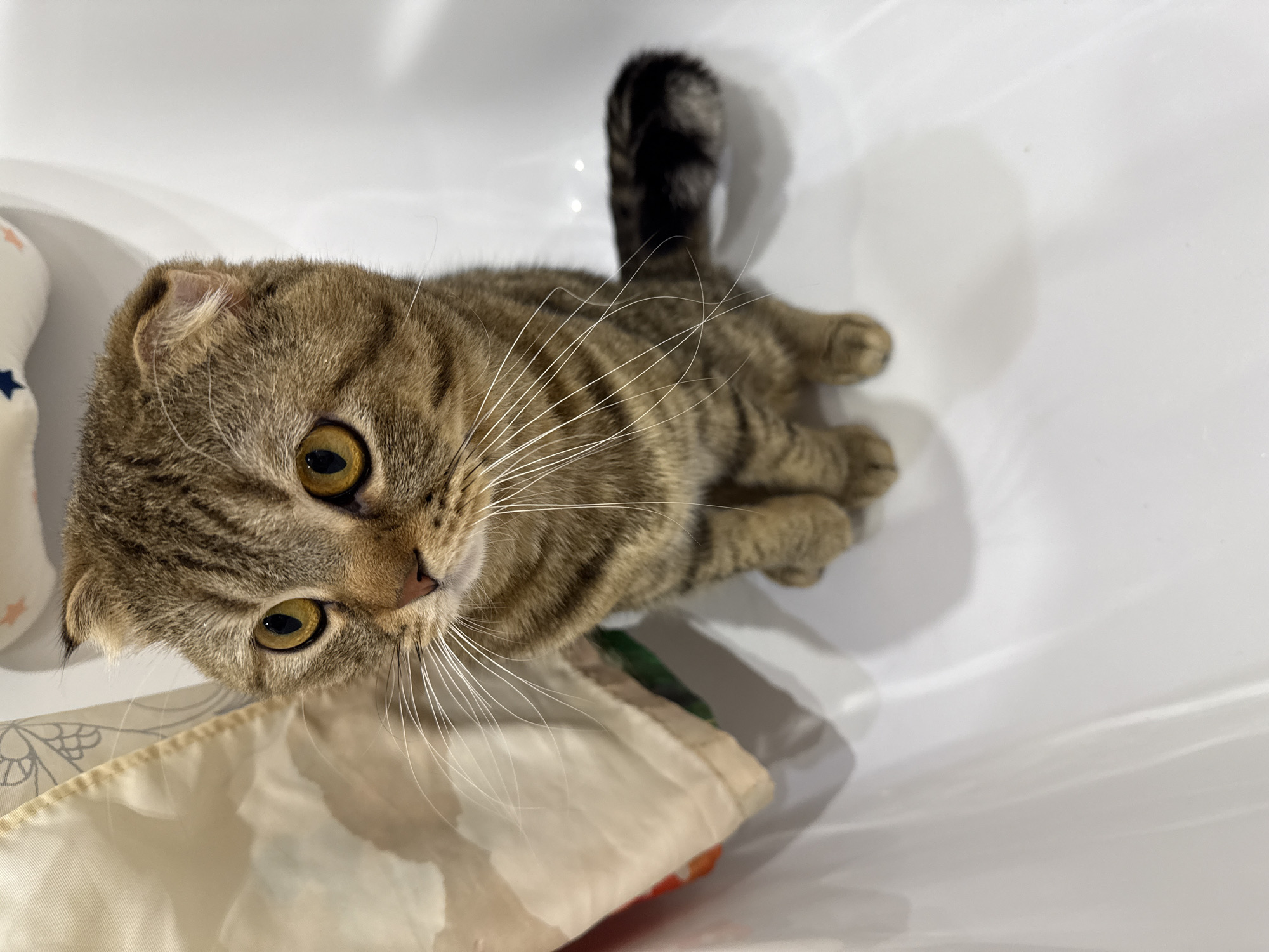 A high-angle shot captures a brown tabby cat with distinctive folded ears, indicative of a Scottish Fold breed, lying on a bright white surface. The cat's large, round eyes, a striking yellow-green color with dilated pupils, gaze directly upwards towards the camera, conveying a sense of curiosity and alertness. Its long, white whiskers fan out from its snout. The cat's fur displays prominent dark brown stripes and patches against a lighter brown and tan base. Its dark, striped tail is visible, curled upwards at the top right of the frame. To the left and below the cat's head, there's a light-colored fabric object, possibly a bag or blanket, with a subtle pattern. The smooth, reflective white surface, potentially a bathtub or a large basin, creates a clean and bright setting, with soft shadows indicating bright, even lighting, likely daytime. No text is visible in the image.