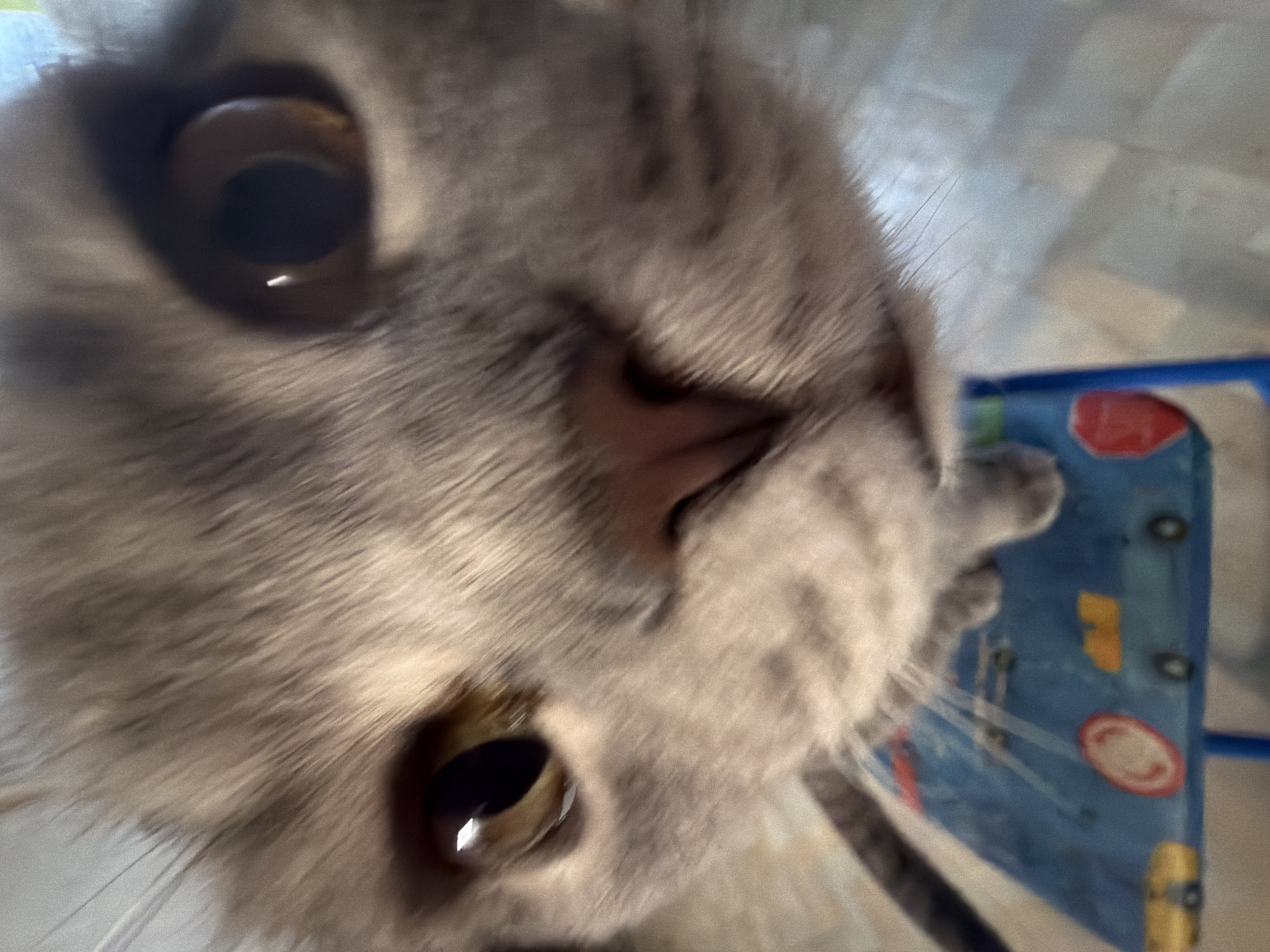 This close-up, wide-angle image captures the face of a gray tabby cat, likely taken indoors in Perm, Russia. The cat's large, round, amber-brown eyes with partially dilated pupils dominate the upper and lower portions of the frame, reflecting bright light sources. Its pinkish-brown nose and mouth are visible in the center, surrounded by soft, striped gray and white fur.
The cat appears to be looking directly into the camera, conveying a sense of curiosity and alertness. Its whiskers are present but slightly blurred, contributing to the intimate, in-your-face perspective. On the right side of the image, one of the cat's paws is visible, resting on a blue object. This object appears to be a plastic mat or board, decorated with brightly colored, cartoonish graphics, including a prominent red oval and a yellow shape. A thin, blue, rod-like structure is faintly visible behind this blue object, possibly part of a playpen or furniture. The background is indistinct and light-colored, consistent with an indoor setting. The overall lighting is bright and soft, suggesting daytime. There is no visible text in the image.