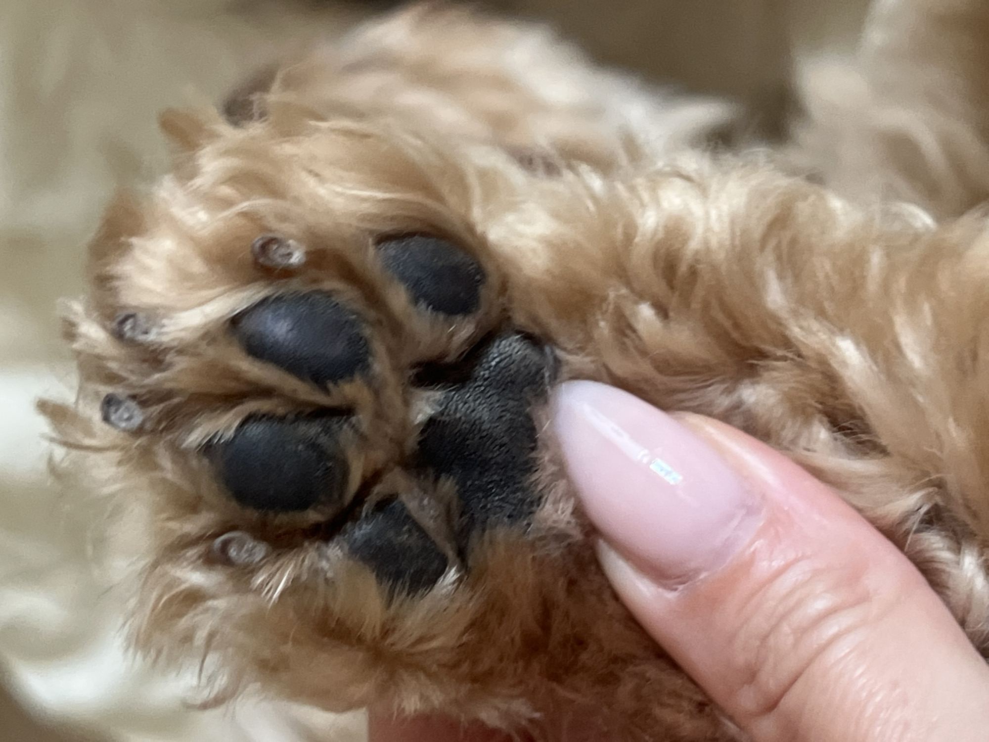 A close-up, high-angle shot shows a person's hand with a light pink fingernail gently touching a dog's paw. The dog's paw is a reddish-brown color with dark pads. The paw is covered in fluffy fur. The background is a light, neutral color. The location is not determinable from the image itself.