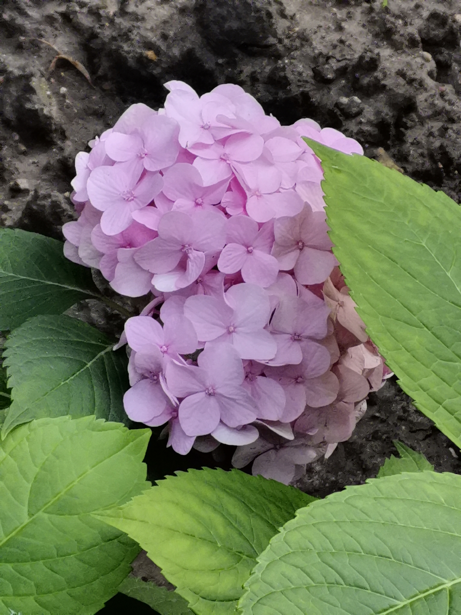The image shows a close-up of a cluster of light pink hydrangeas with vibrant green leaves. The hydrangeas are in full bloom, with many individual florets forming a rounded inflorescence. The leaves are broad and serrated, with visible veins. The background consists of dark, textured soil or possibly a dark, rough-textured wall. There are no people visible in the image. The scene is captured from a slightly overhead perspective. The specific location in Kazan, Russia cannot be determined from the provided image.