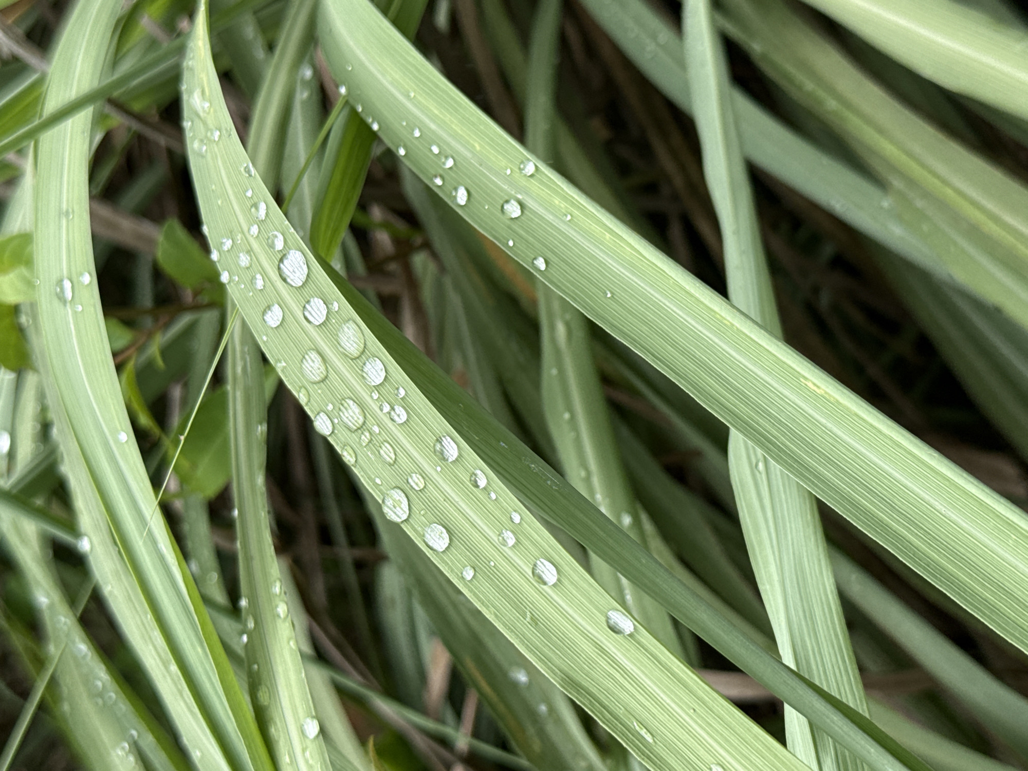 This is a close-up, eye-level, vertical shot of light green lemongrass leaves covered in numerous clear water droplets. The leaves are long and slender, with visible parallel veins. Some of the water droplets are large and round, while others are smaller and more scattered. The background is blurred, showing darker green foliage and some brown, out-of-focus elements that could be other plants or the ground. The lighting appears natural, suggesting an outdoor setting. The image does not contain any people or discernible signs of human activity, making it impossible to determine a specific location within ตำบลเกาะพะงัน, Thailand, other than it depicts flora.