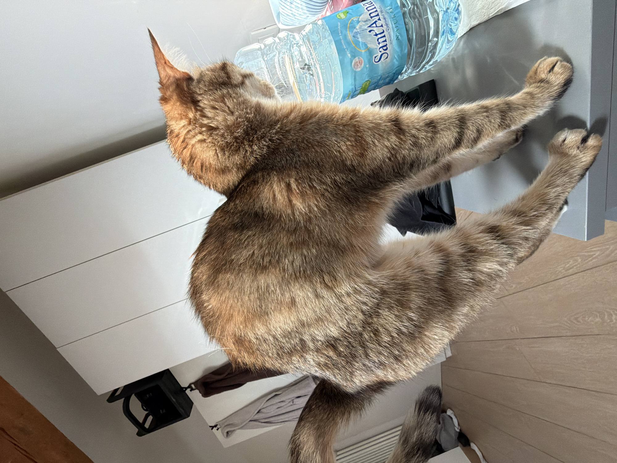 A domestic cat, likely a tabby or torbie breed, with brown, tan, and darker striped fur, is captured in an indoor setting. The cat is in an elongated pose, either stretching or climbing onto a light-colored counter or cabinet. Its front paws are extended and gripping the edge of the surface, while its rear body and tail are lower in the frame. The cat's head is turned away from the camera, looking towards the right, showcasing a pointed ear with visible fur tufts inside.
On the counter behind the cat, a full, clear plastic water bottle with a blue label is prominently displayed. The brand name "Sant'Anna" is clearly visible in white text on the blue label, indicating an Italian mineral water, consistent with the provided location context of Milan, Italy.
The background includes a white cabinet or wall featuring subtle horizontal grooves. Below the counter, a black, box-like object with a handle is visible. A light-colored wooden floor with horizontal planks is partially seen towards the bottom right of the image, where a portion of the cat's tail is also visible. The lighting is bright and even, suggesting daytime conditions. The cat's paws show distinct darker pads and some visible claws, though retracted. No specific emotions are evident from the cat.