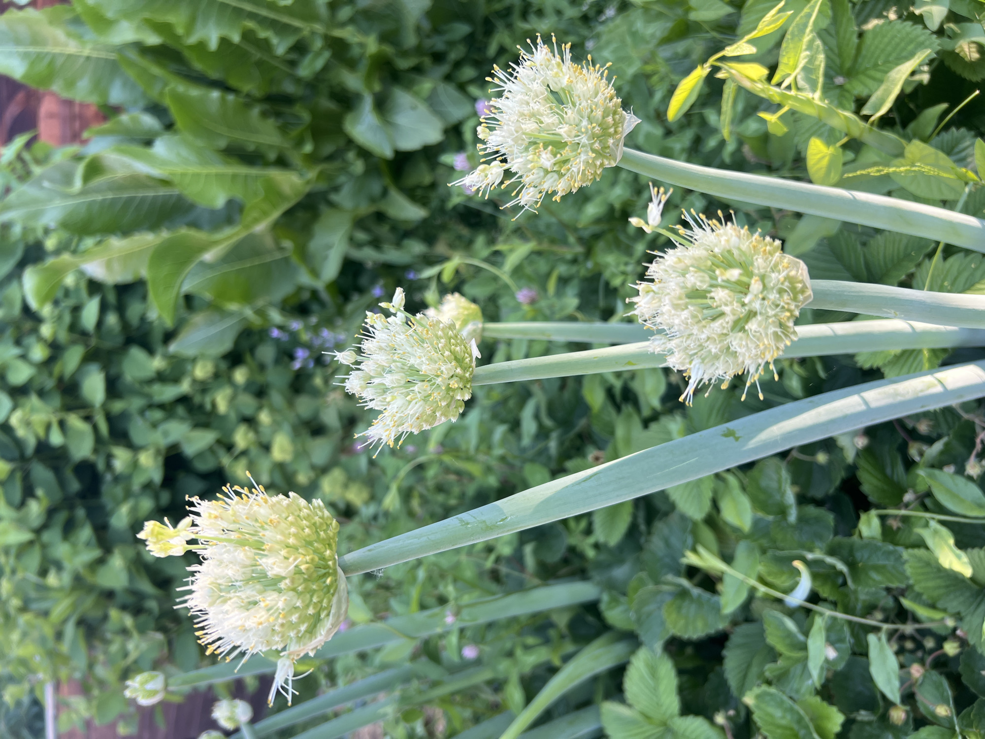 In the city of Mochishche, Russia, a close-up, eye-level photograph captures a cluster of flowering green onions in a garden setting. The foreground is dominated by several stalks of green onion, each topped with a spherical, white and pale green flower head composed of numerous delicate florets with yellow stamen. The background is a lush tapestry of green foliage, including what appear to be strawberry plants with their characteristic leaves, and taller, broader-leafed plants, possibly other vegetables or ornamental flora. The overall impression is one of abundant growth and the natural beauty of a thriving garden. The lighting suggests it is daytime, possibly late afternoon or early morning due to the soft, diffused quality of the light. There are no people or animals visible in the image.