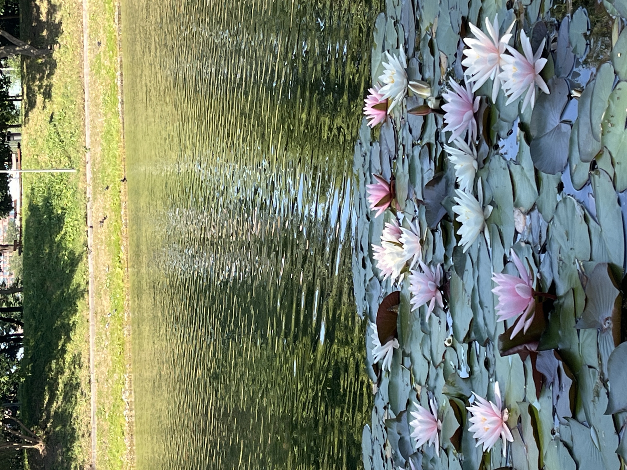 This vertical, eye-level shot shows a body of water filled with lily pads and water lilies. The water is rippled and reflects the green of the surrounding foliage. In the foreground, many water lilies are in bloom, some pink and some white, with their green lily pads forming a dense carpet on the water's surface. In the background, a grassy slope is visible, lined with trees, with a pathway and a bench. The scene appears to be in a park, possibly within the city of Moscow, Russia, given the context provided. There are no people visible in the image. The lighting suggests it is daytime, likely a sunny day given the reflections on the water.