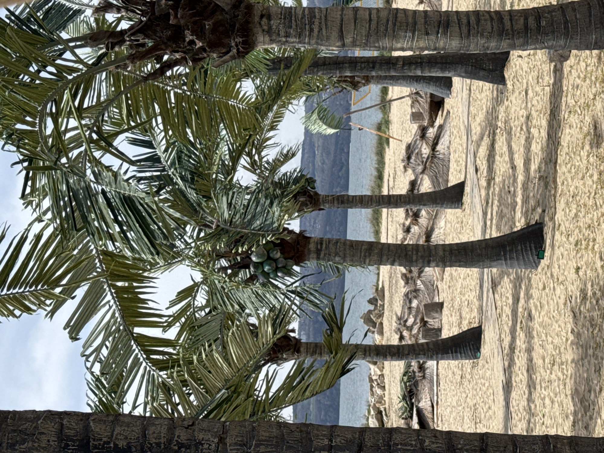 The image shows a beach scene with several palm trees lining the shore. The beach is sandy and extends into the water, with a visible coastline in the background. The palm trees are the dominant feature, with their trunks and foliage taking up much of the frame. Some of the palm trees have coconuts growing on them. There are also sun umbrellas located on the beach. The image appears to be taken at or near the beach in Varna, Bulgaria.