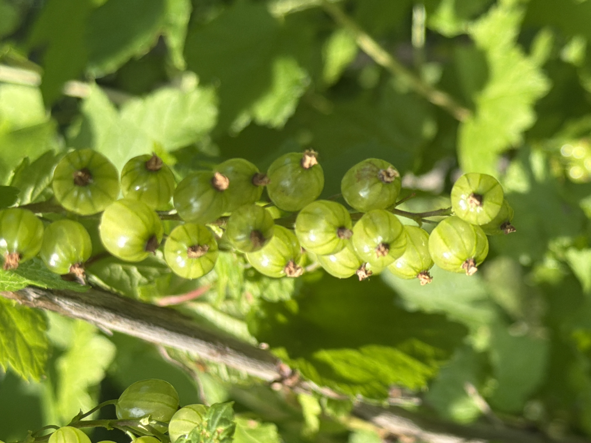 A cluster of unripe green currants hangs from a stem in a garden. The currants are small and round, with a slightly translucent skin. They are arranged in a vertical row, with some currants partially obscured by leaves. The background is a blur of green foliage, suggesting a natural setting. The image is sharp and well-lit, with natural sunlight illuminating the scene. There is no indication of the city of Прикамский, Russia, in the image itself.