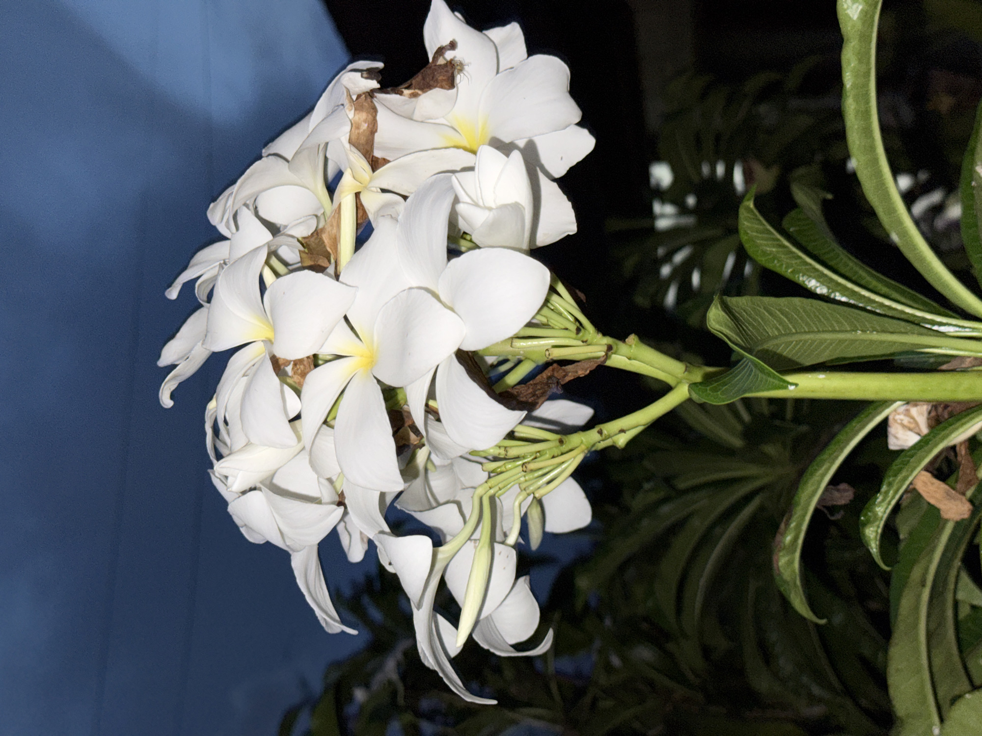 A cluster of white and yellow plumeria flowers is in focus in the image, set against a blurred background that includes dark green leaves and a dark blue wall. The leaves are long and narrow, with a glossy sheen, and are positioned to the right of the flowers. The flowers themselves are prominently displayed, with some showing signs of aging or browning. The setting seems like a garden or outdoor space, though specific details confirming it is in Pejeng, Indonesia, are not directly discernible from the image.