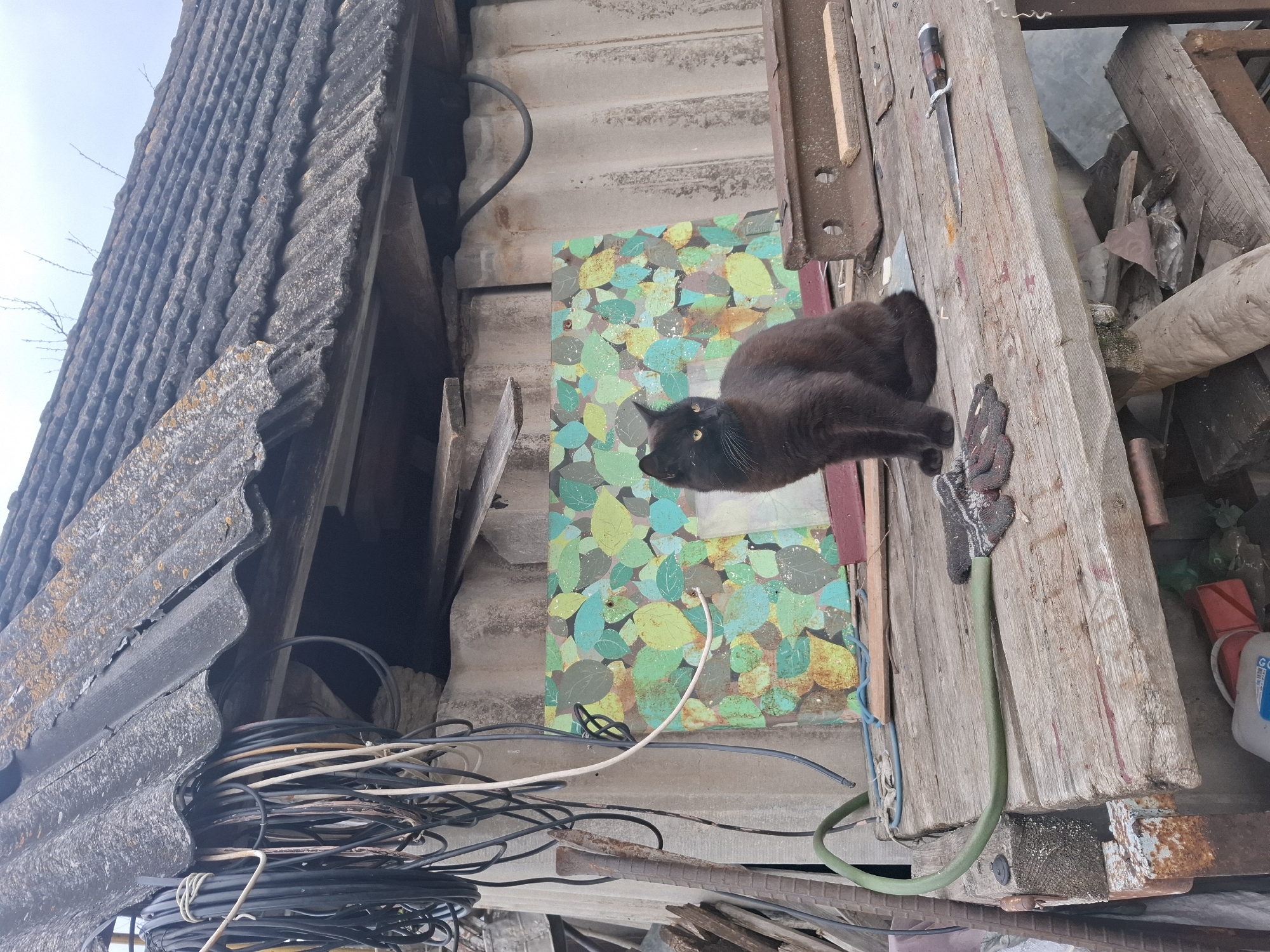 The image depicts an exterior, cluttered space, possibly an outbuilding or backyard in Khlevnoye, Russia. The setting includes a section of a weathered, corrugated roof to the left and a vertically oriented wooden surface with a knife and gloves laying on it to the right. A black cat is situated on the wooden structure, its head and shoulders visible. Below the roof, a tangled mass of electrical cables is seen. Behind the cat, there is a piece of material with a leaf pattern. The environment shows general disarray with scattered pieces of wood, scrap metal and a red can visible, indicating a utility or storage area in disrepair.