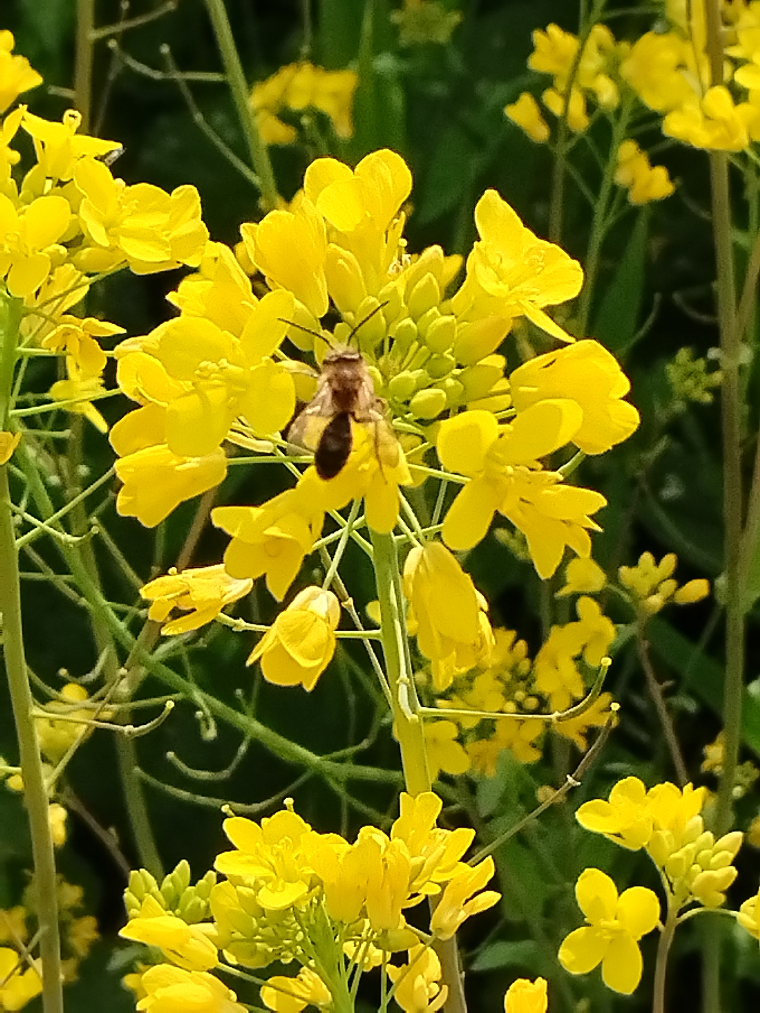 A bee is perched atop a cluster of bright yellow flowers, surrounded by more yellow blooms and green stems. The scene appears to be outdoors, bathed in sunlight, and depicts nature rather than a specific location within the city of Leeuwarden, Netherlands. The primary subjects are the bee and the flowers. The bee is interacting with the flowers.