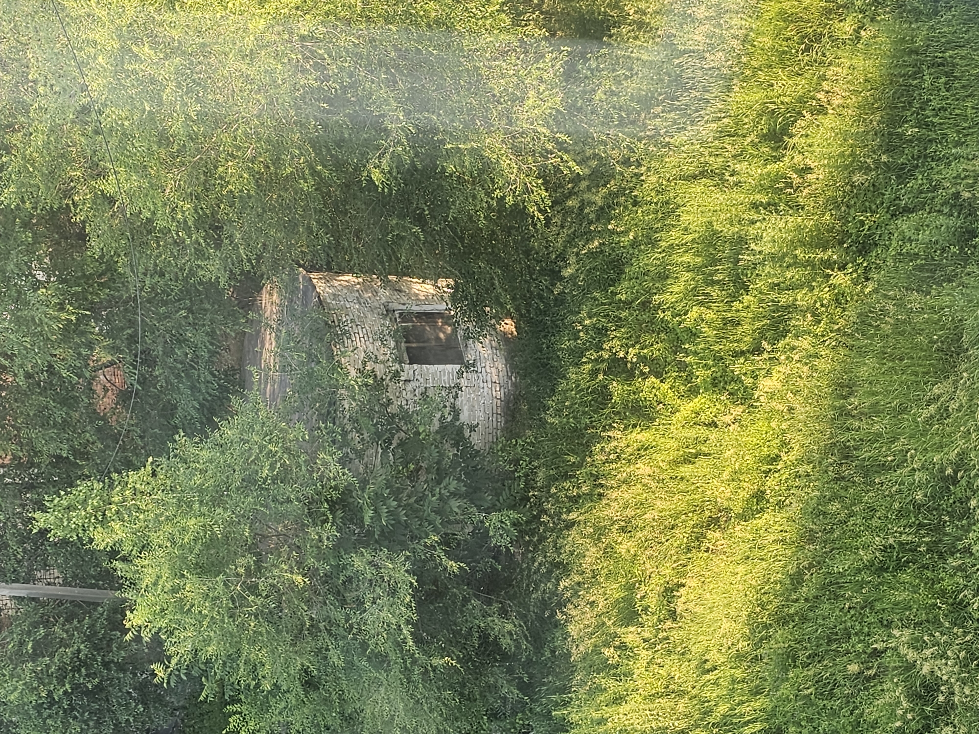 In the city of Tayozhnoye, Russia, a circular, abandoned brick structure is nestled amongst lush green trees and overgrown grass. The building, partially obscured by foliage, features a single window with darkened panes. The surrounding vegetation is dense and appears unmaintained, with tall grasses dominating the foreground and a canopy of leaves enveloping the structure. The sunlight casts a warm glow on the scene, highlighting the textures of the brickwork and the vibrant green of the plants. There are no visible people or animals in the image.
